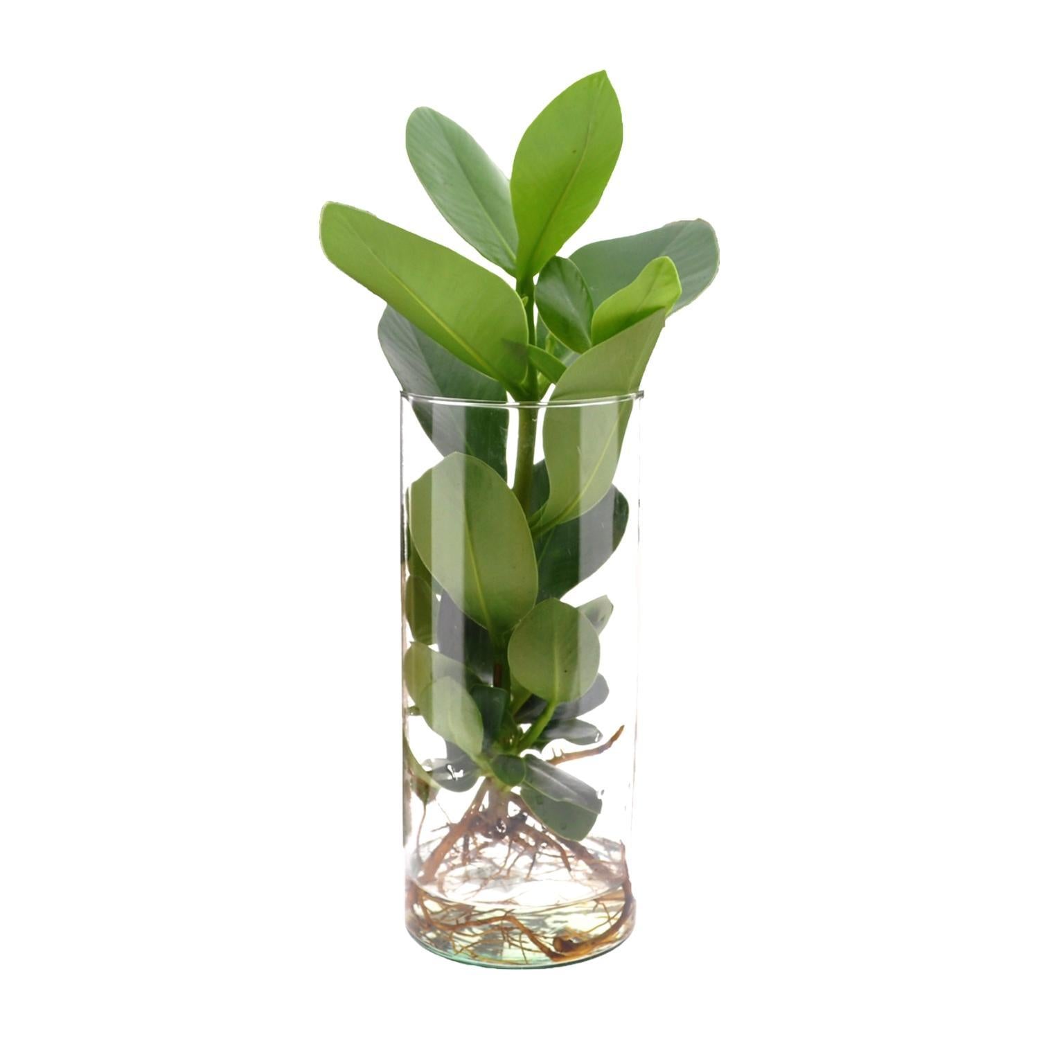 Clusia In Cilinder Glas - Ø12cm - ↕30cm