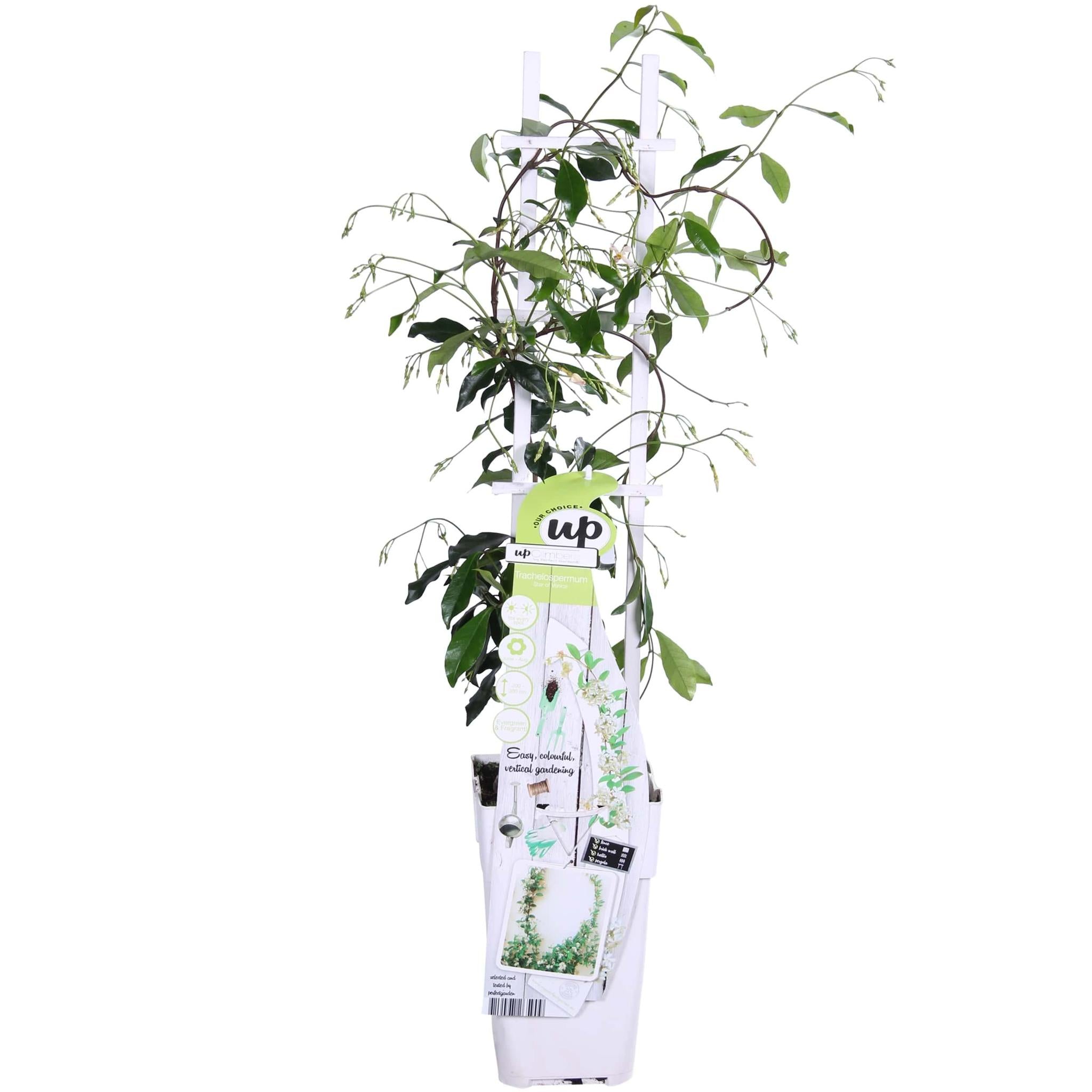 Trachelospermum 'Star of Venice' - Toscaanse Jasmijn Wit