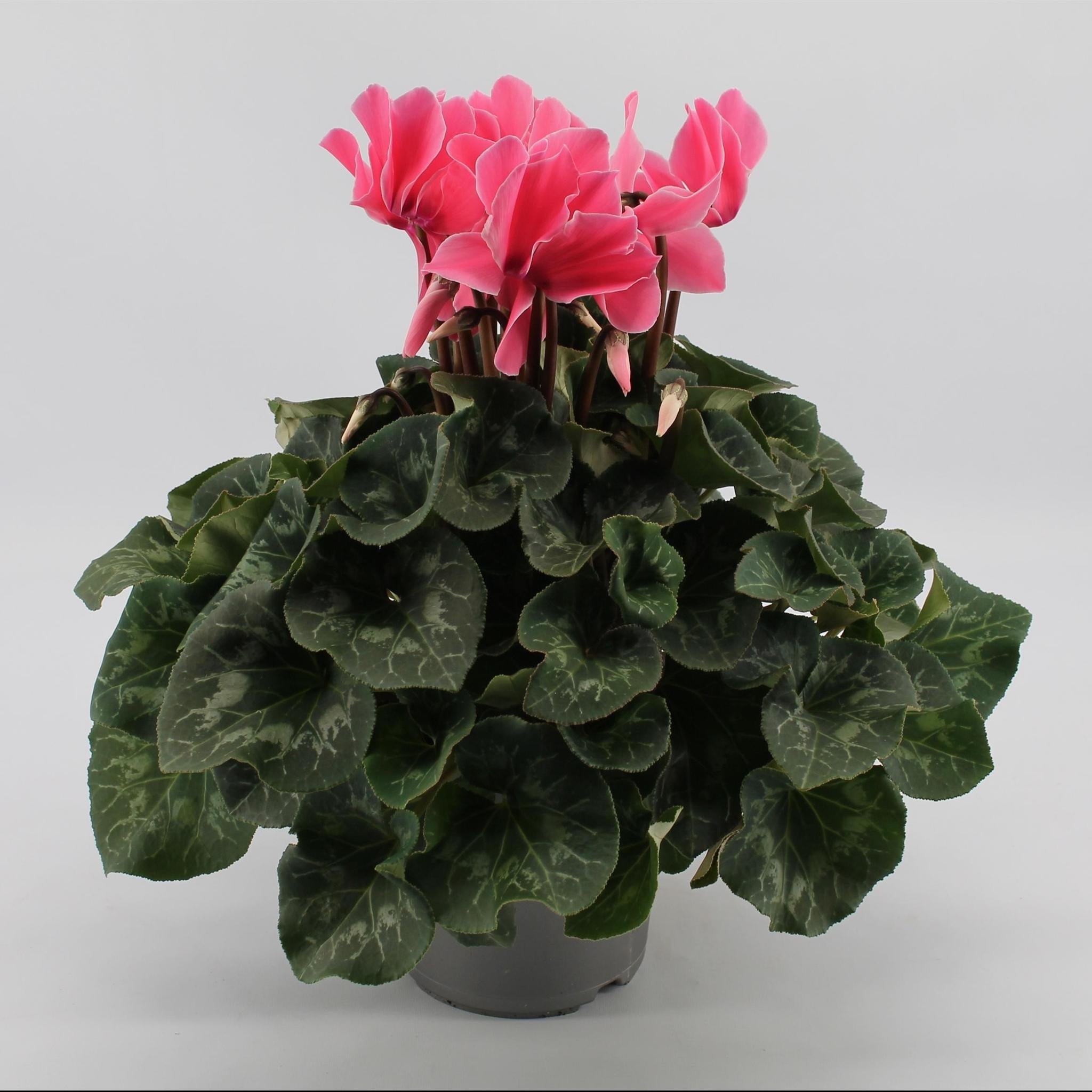 Cyclaam Lichtroze - Ø17cm - ↕40cm