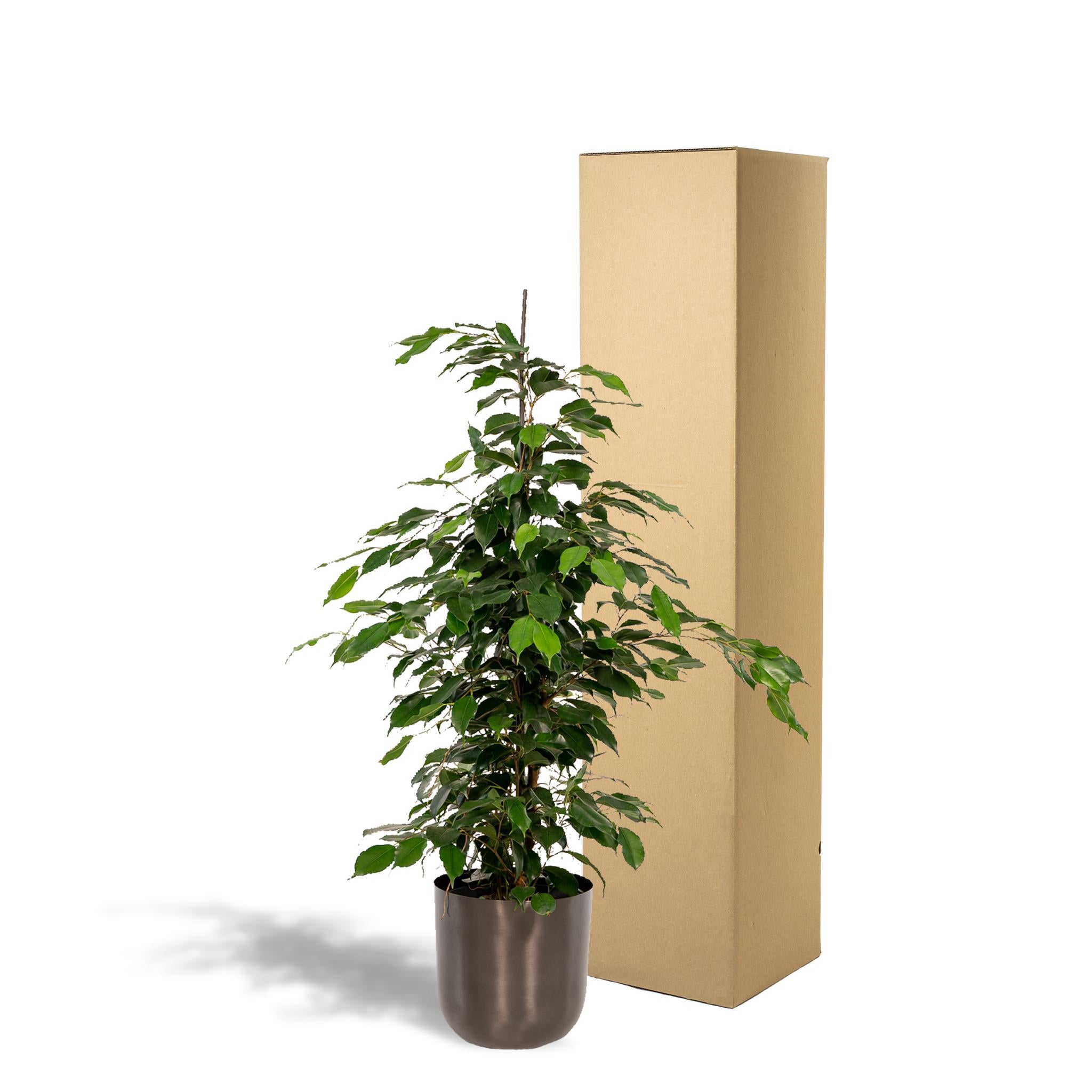 Ficus benjamina Danielle - Ø21cm - ↕95cm + Pot Mayk Lood