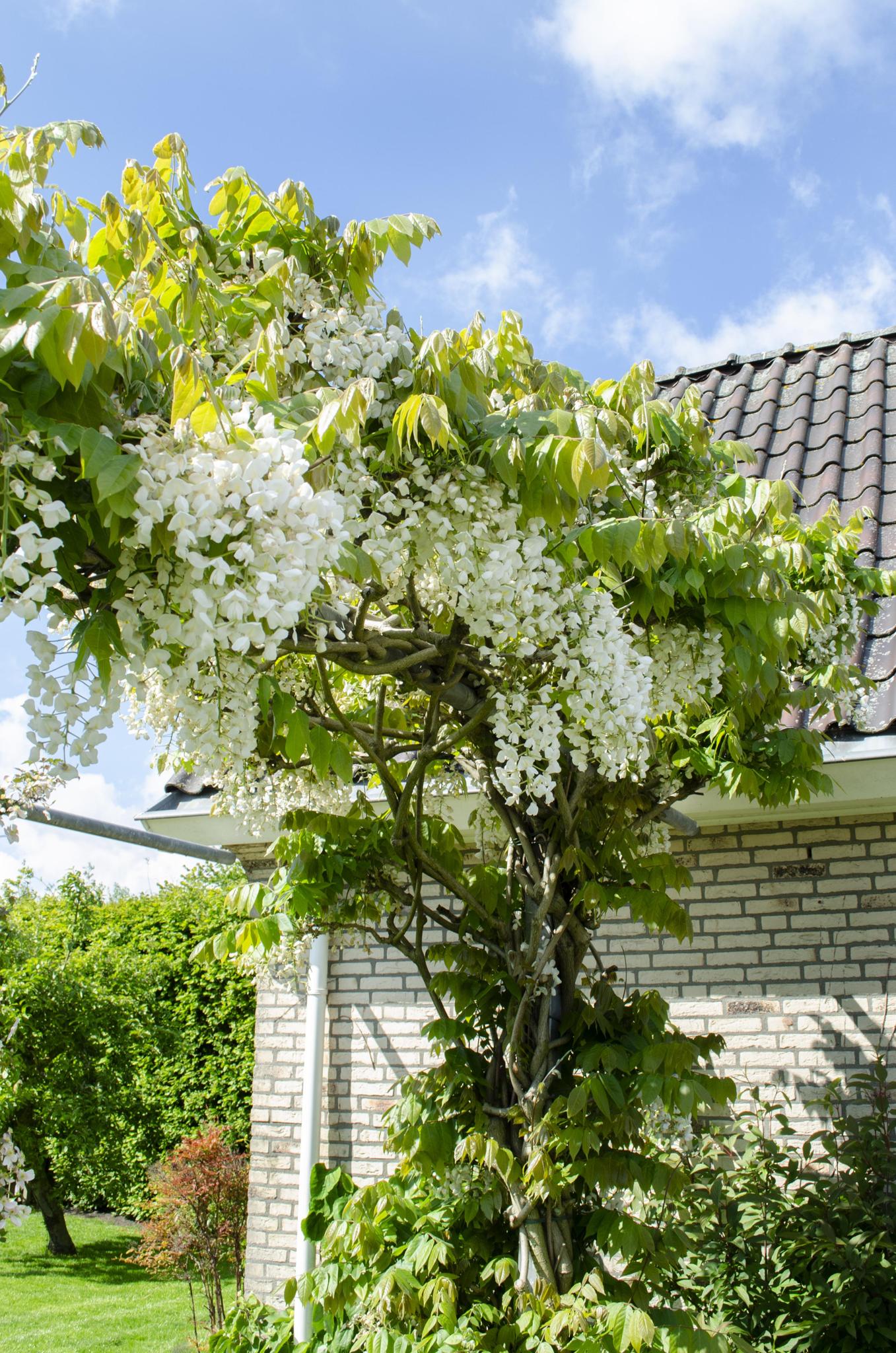 Wisteria floribunda Alba-Witte regen