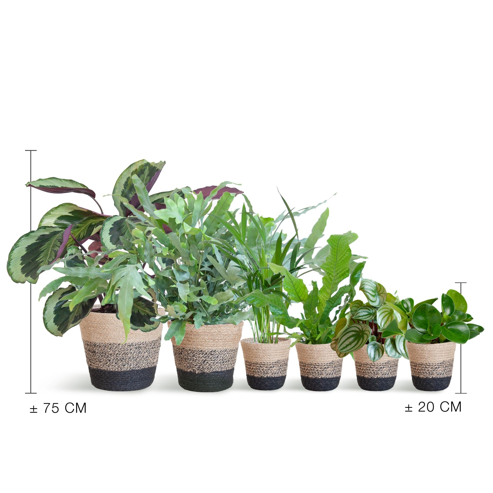 Diervriendelijke plantenset Groot