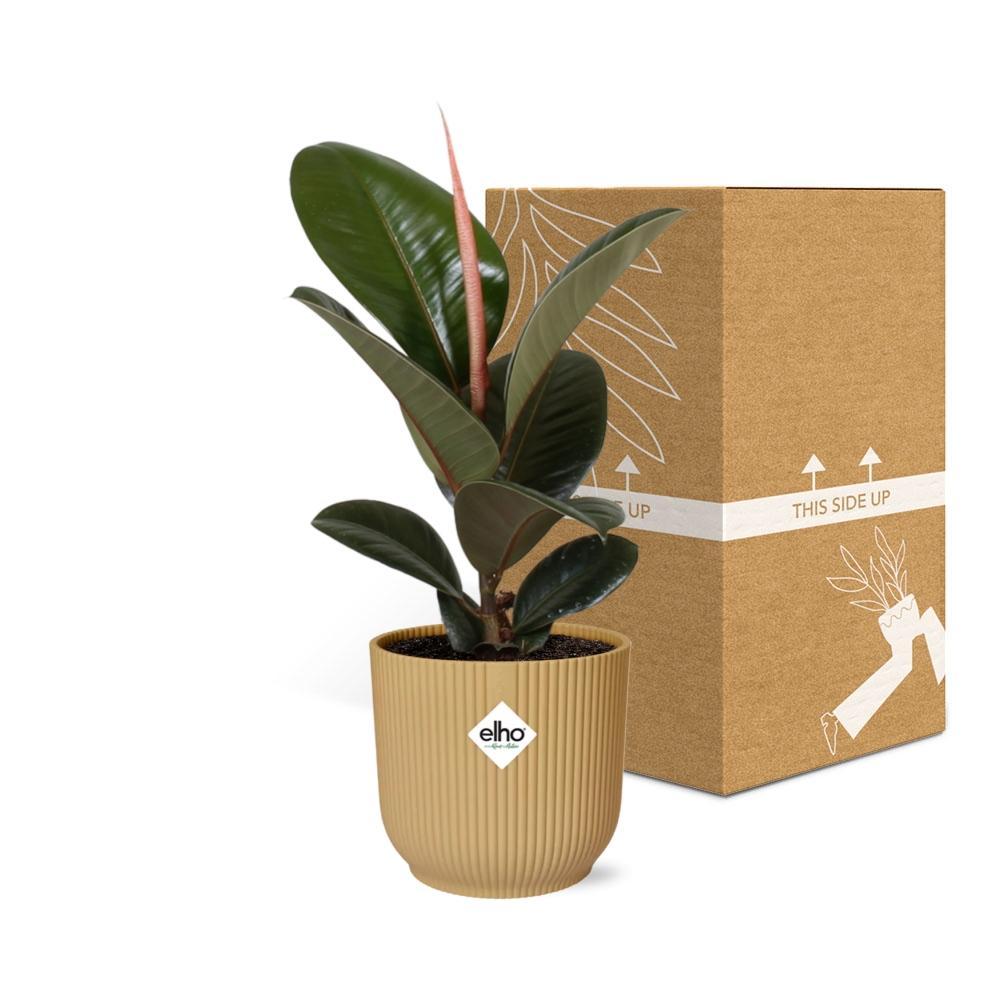 Ficus Elastica 'Robusta' in ELHO Vibes Fold 14cm gelb