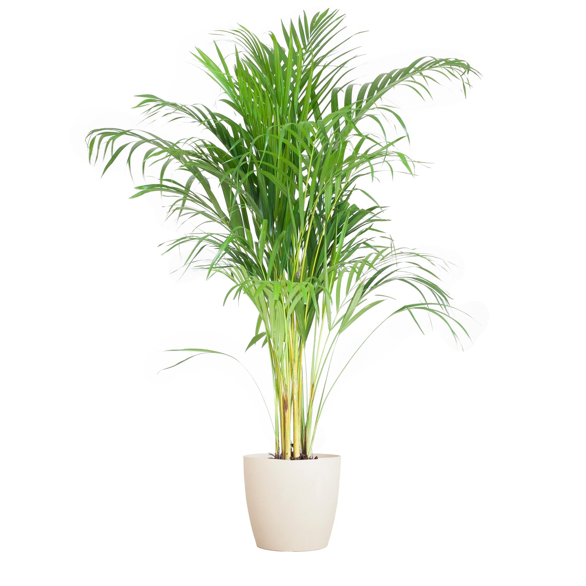 Arecapalm (Dypsis) met Viber wit - 100cm - Ø21