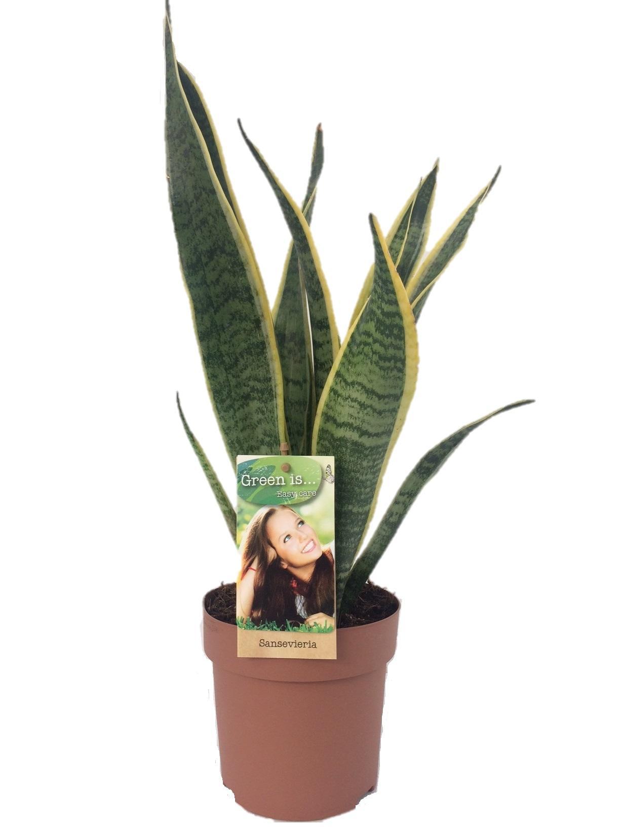 Sansevieria Laurentii - Ø14 ↕50