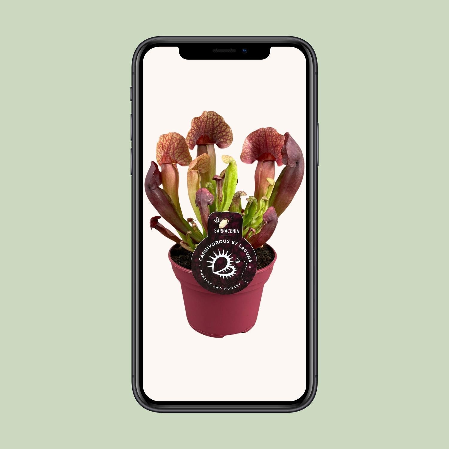 Sarracenia Catesbaei - Ø12cm - ↕23cm