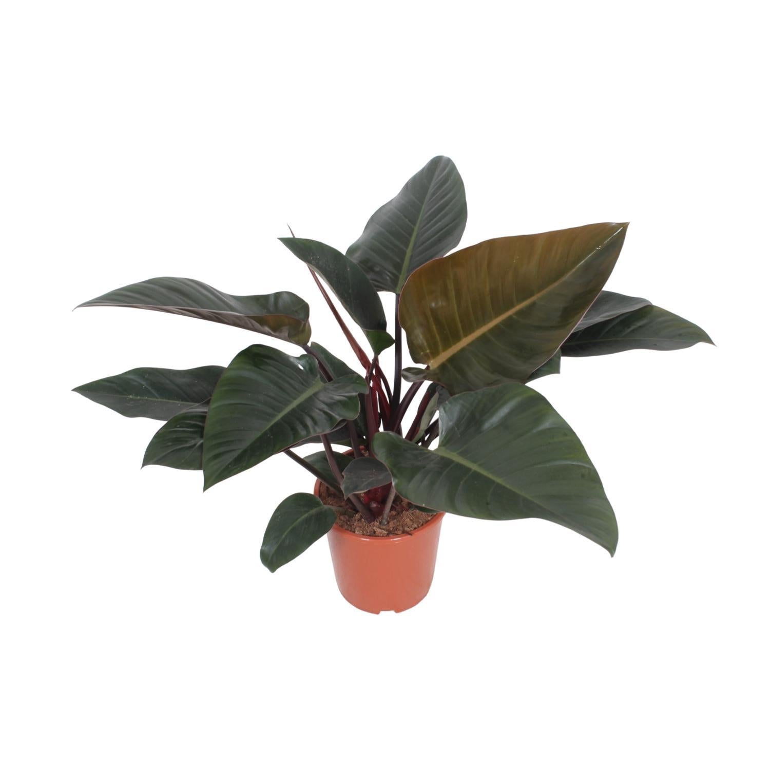 Philodendron Congo Rood - Ø27cm - ↕80cm
