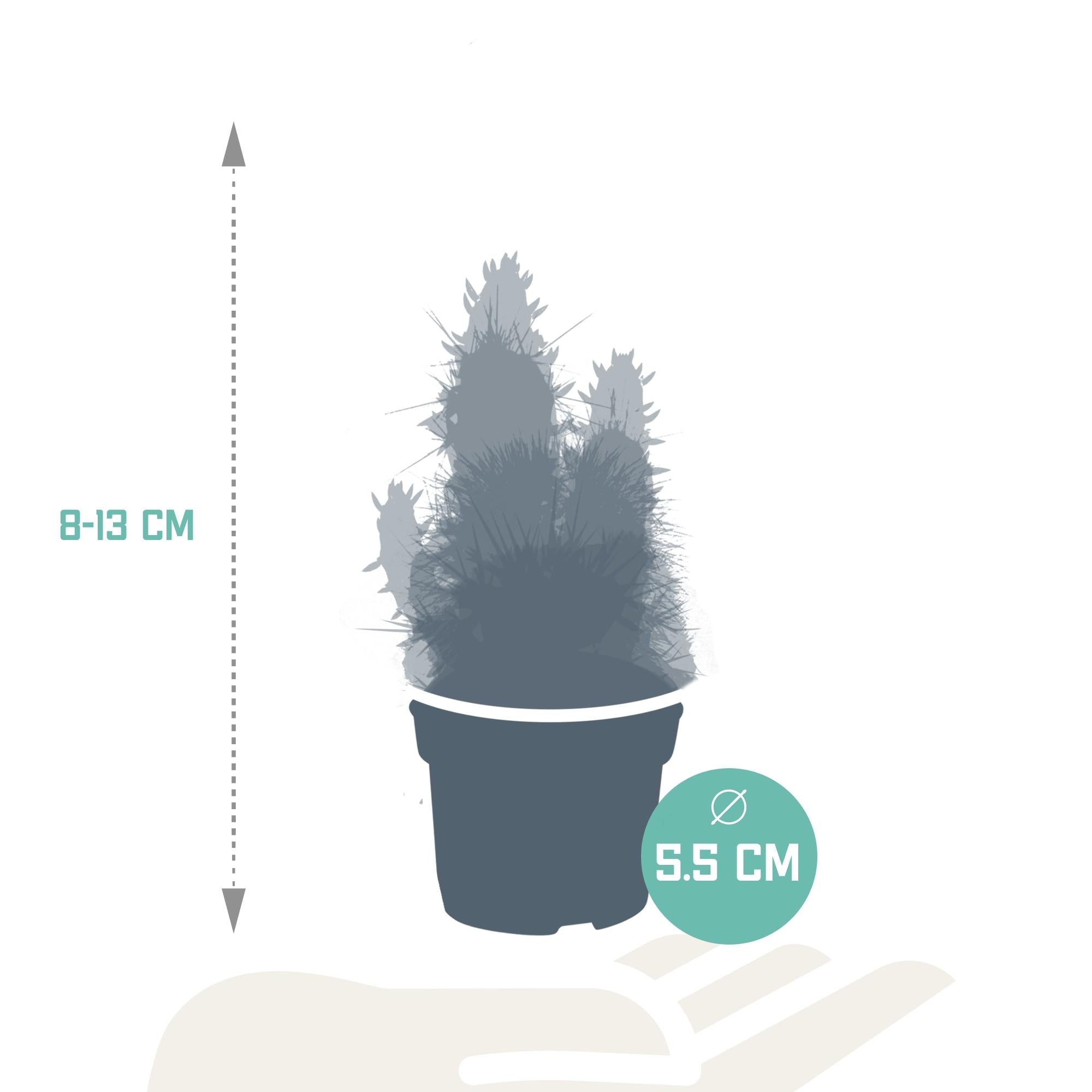 Cactus en vetplantenmix 5,5 cm | 15 stuks - zonder pot