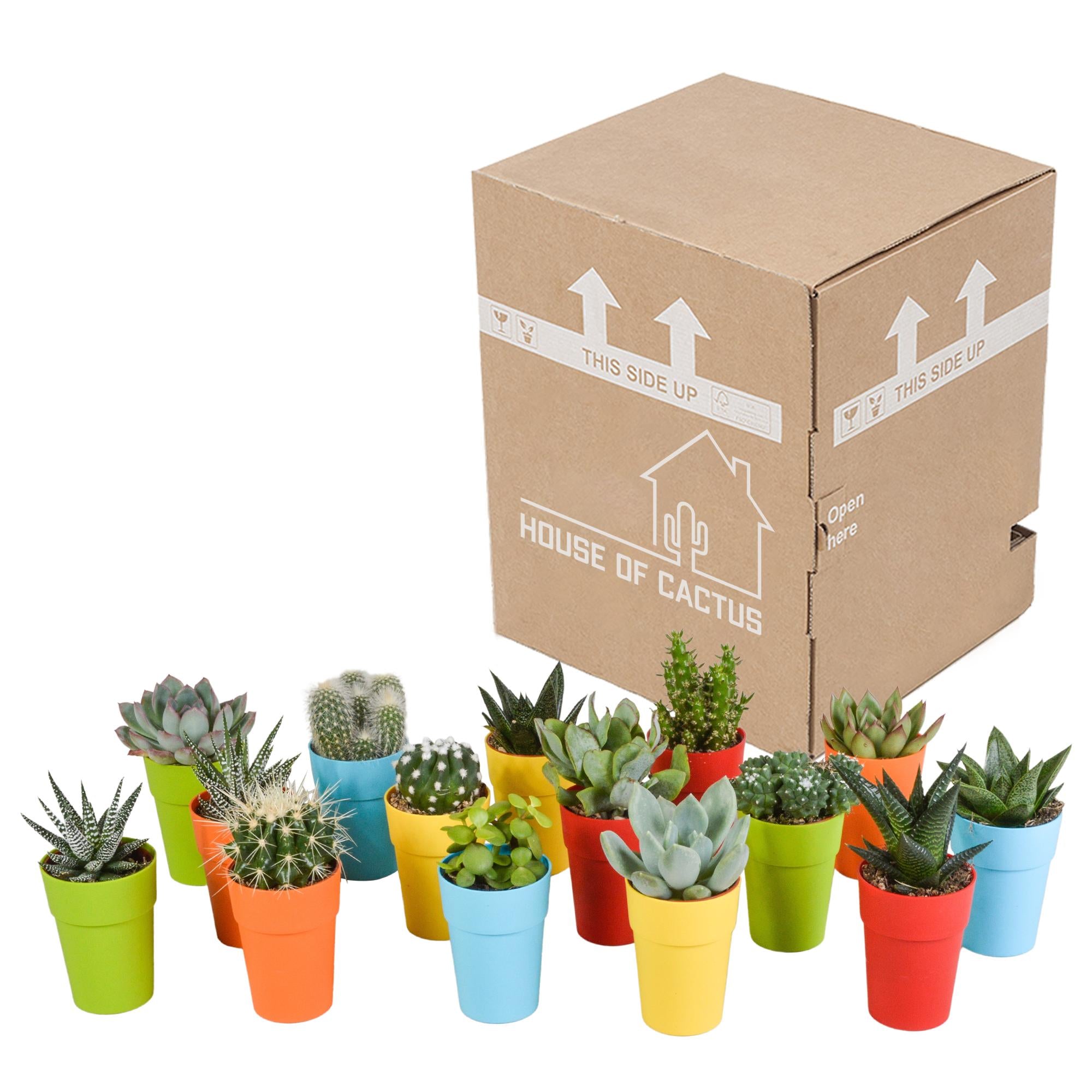 Cactus en vetplanten mix 5,5 cm | 15 Stück – im bunten Plastiktopf