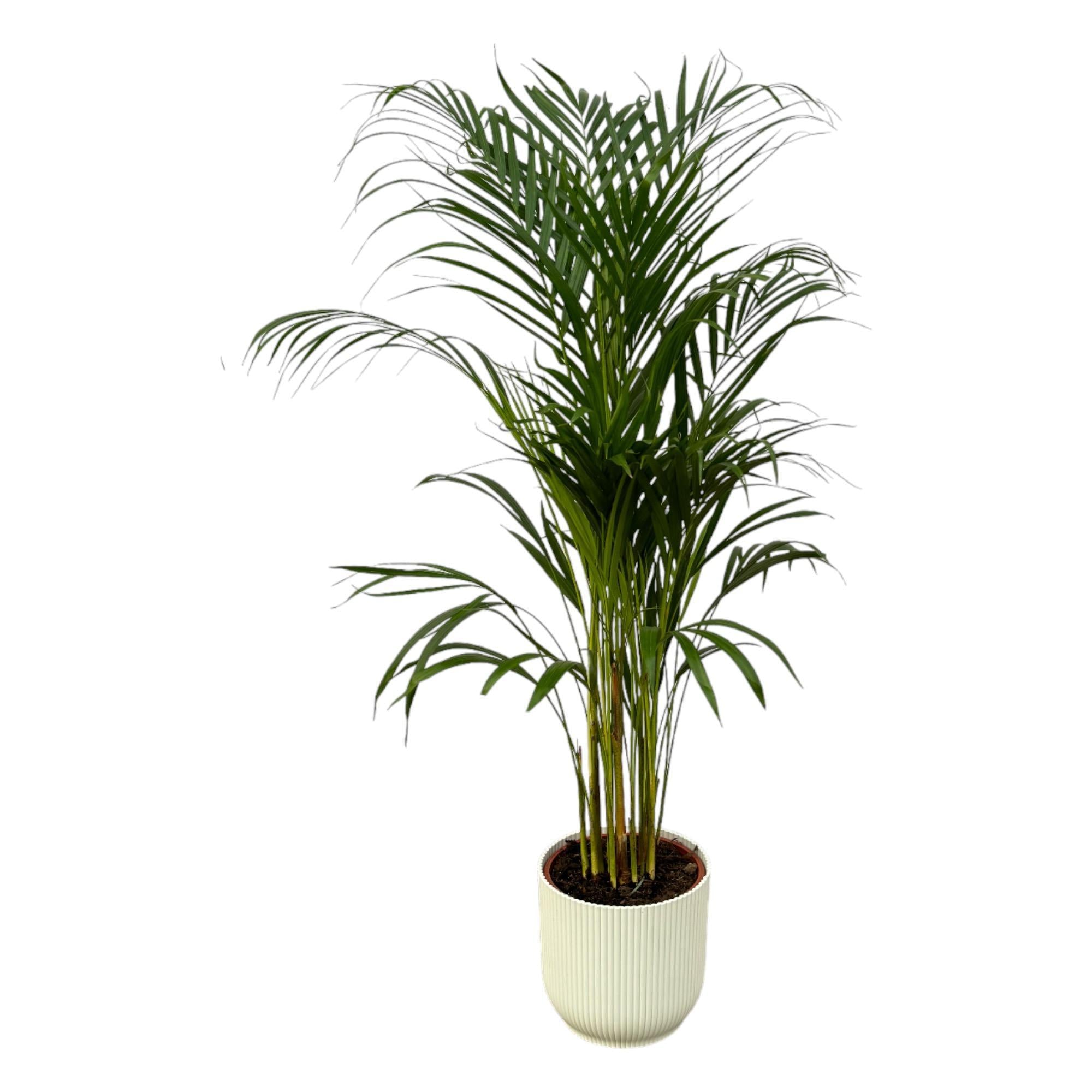 Areca palm - ?110cm - Ø21cm inclusief elho Vibes Fold Round wit D22xH20