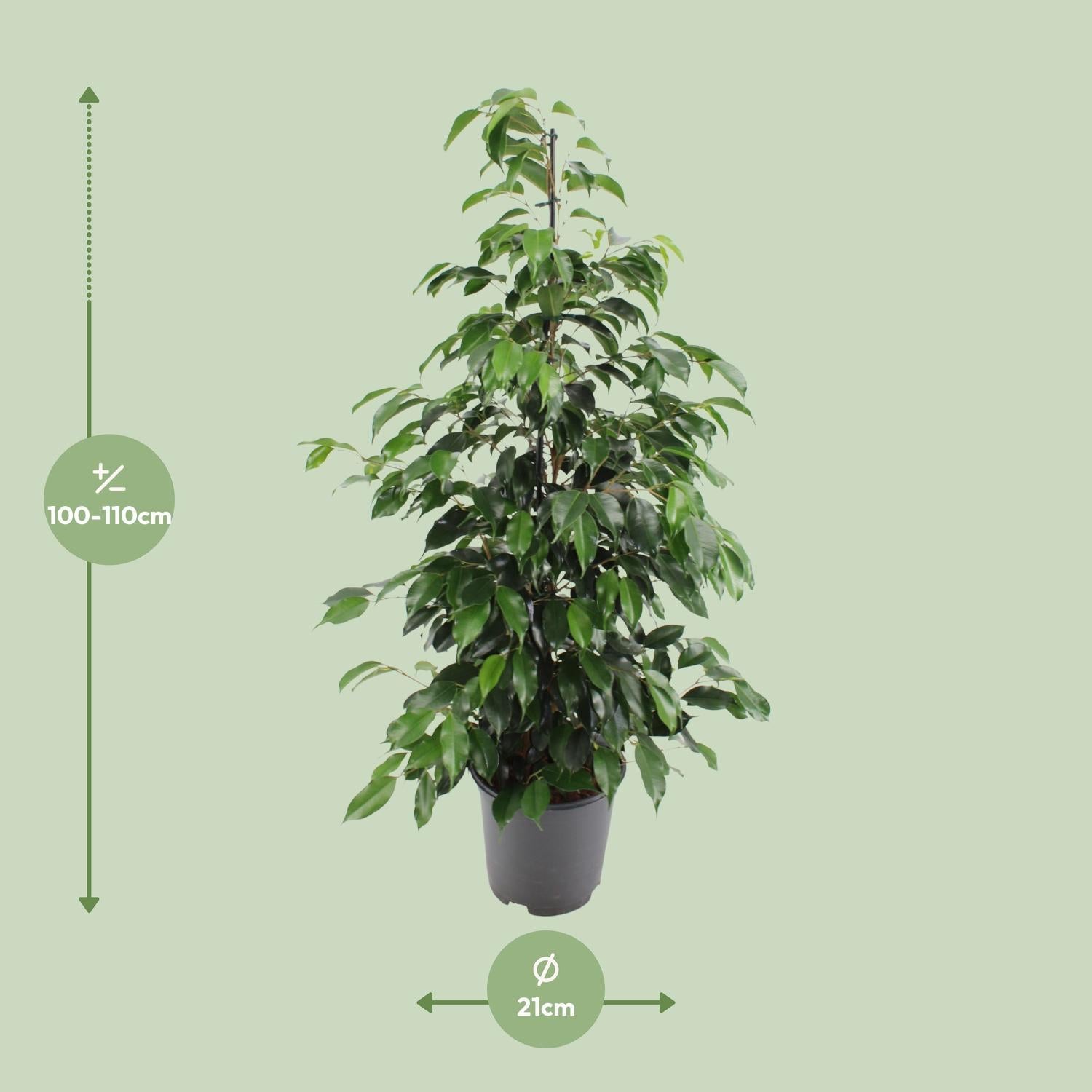 Ficus Benjamina Danielle - Ø21cm - ↕95cm