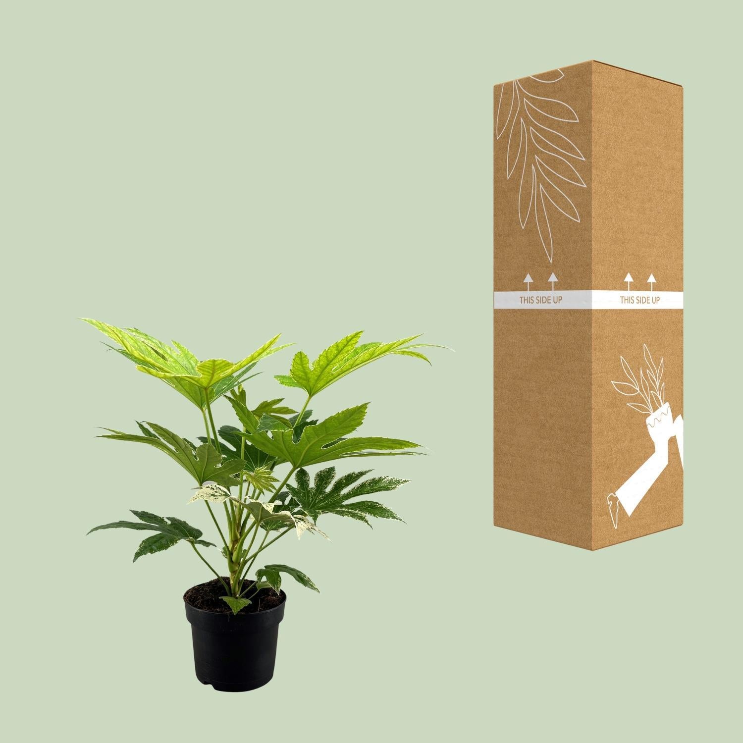 Fatsia Japonica Spinnenweb - Ø17cm - ↕50cm
