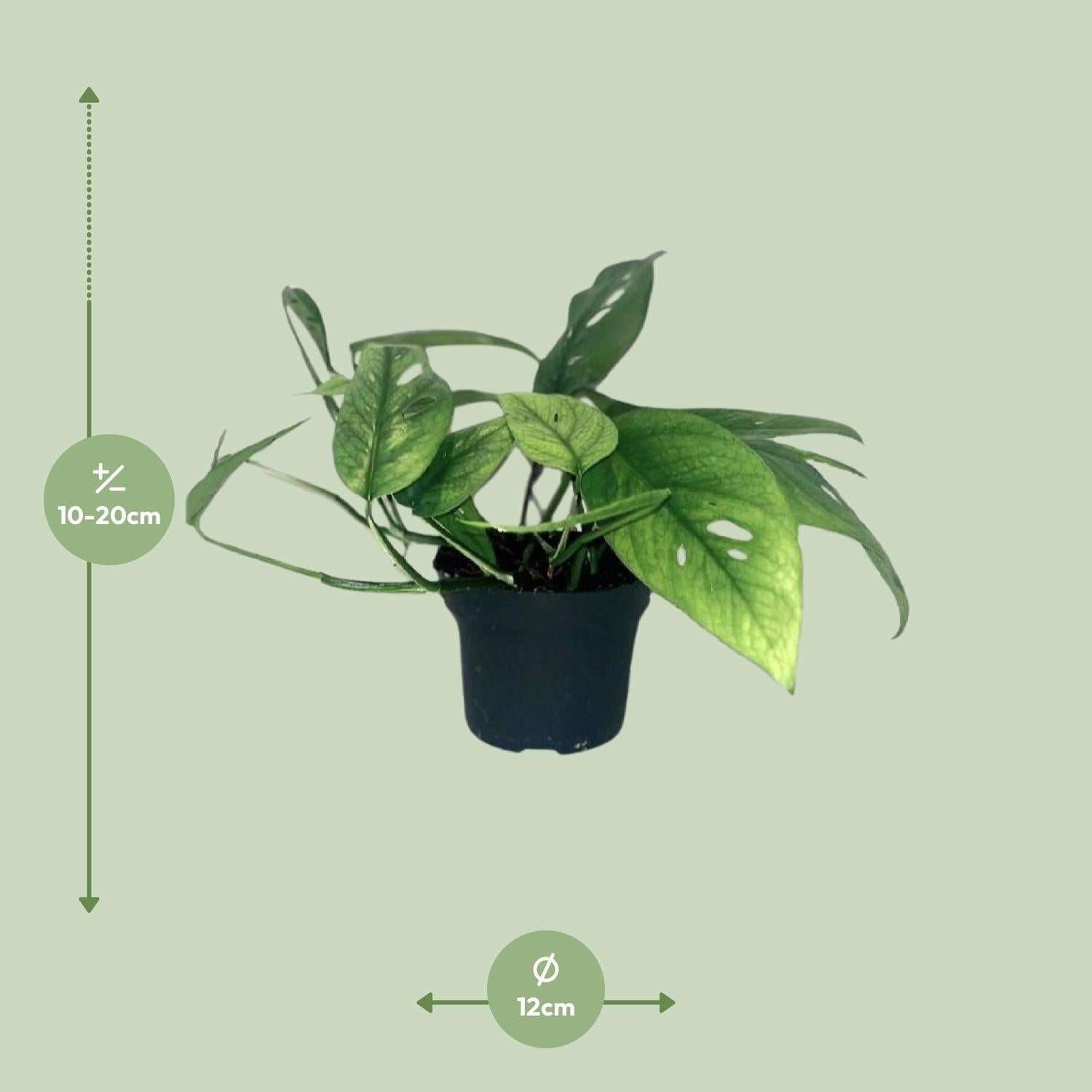 Epipremnum Cebu Blauw - Ø12cm - ↕20cm