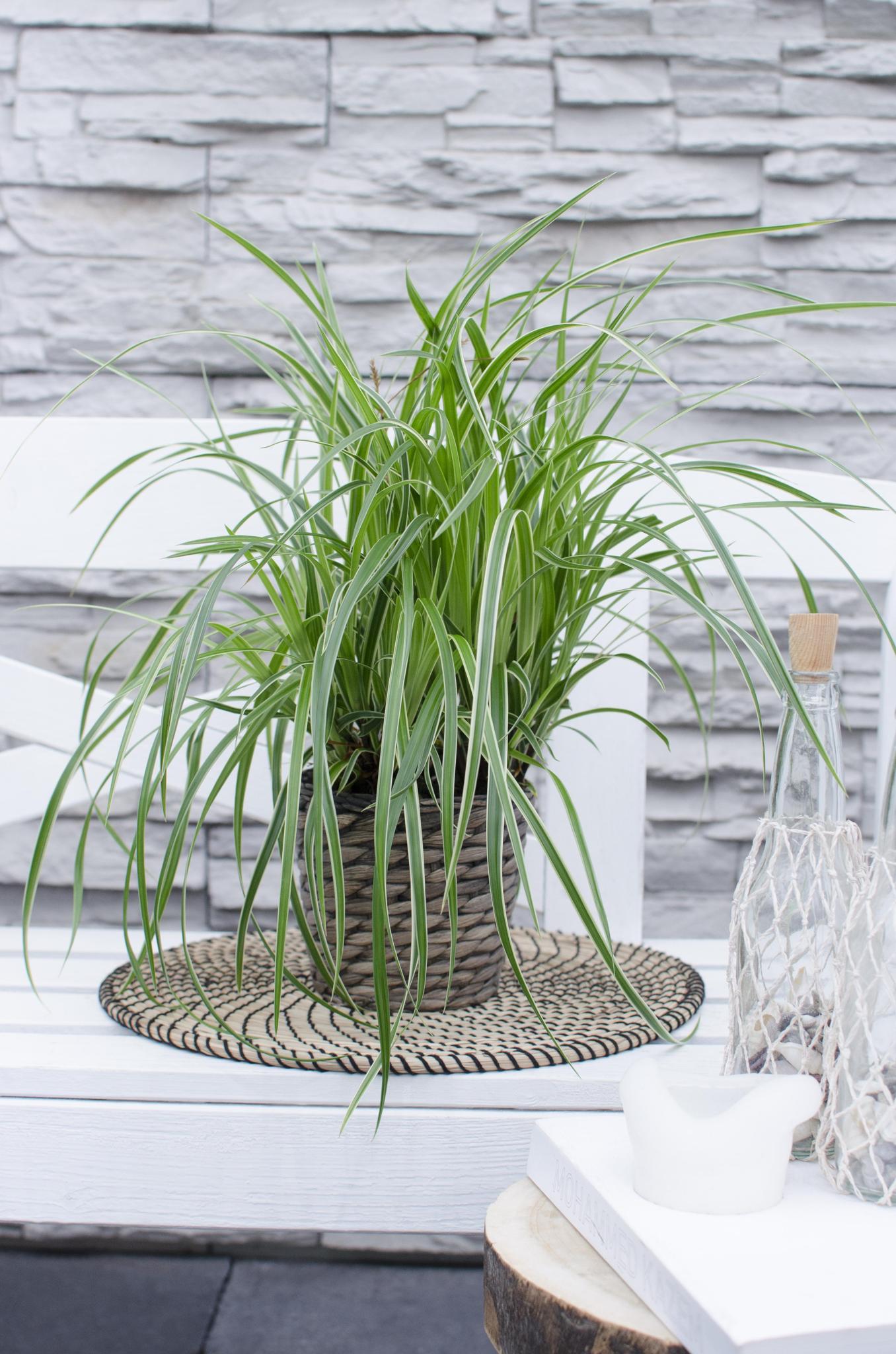 3x - Carex morrowii 'Ice Dance' - ?30cm - Ø14