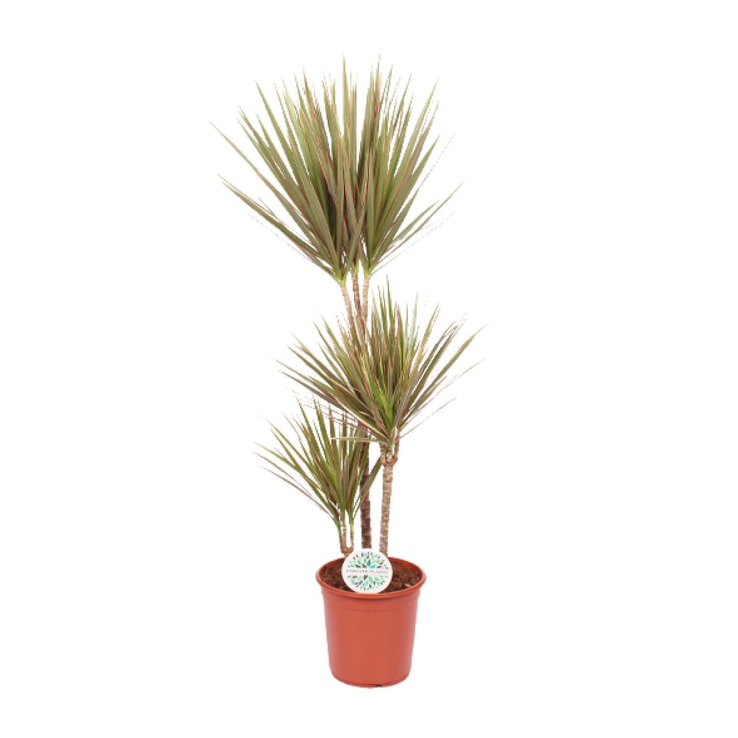 Dracaena Tweekleurig - Ø24cm - ↕115cm