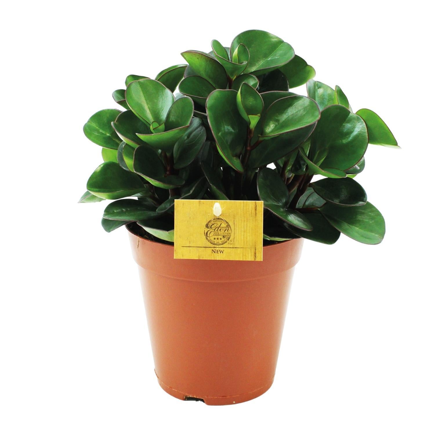 Peperomia Brandende Struik - Ø15cm - ↕25cm