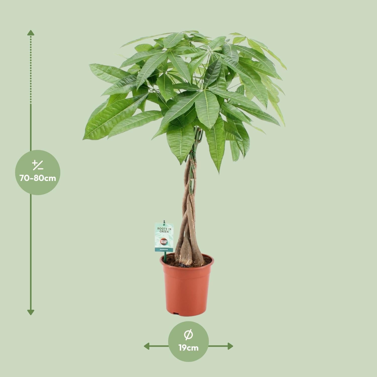 Pachira Aquatica - Ø19cm - ↕80cm