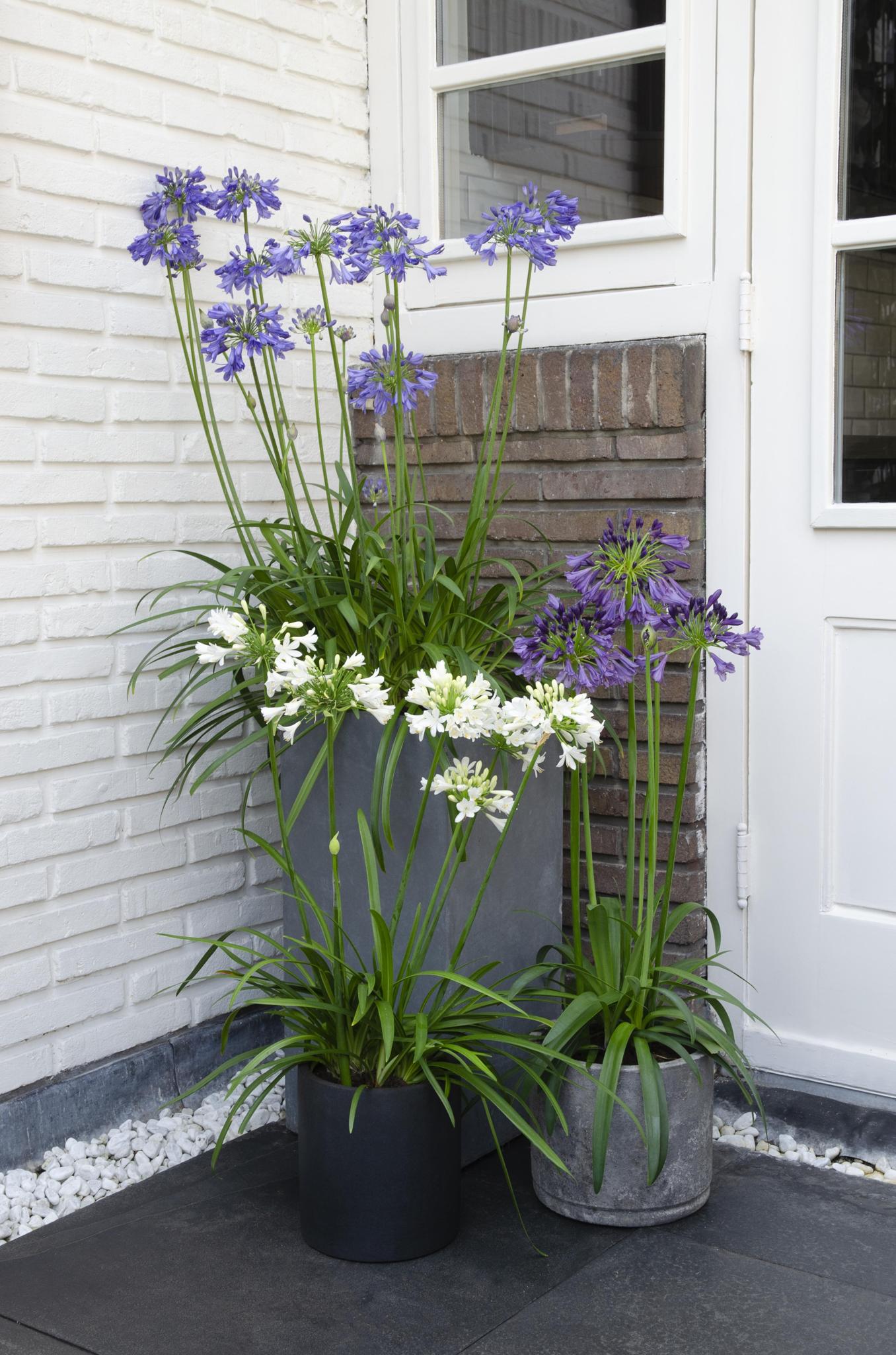 Agapanthus 'Ever White' - ?30cm - Ø19