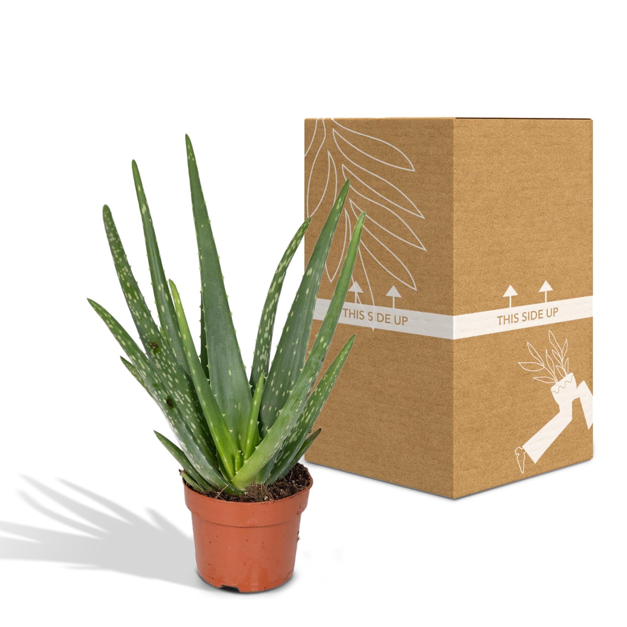 Aloë vera - Ø12 - ?40cm