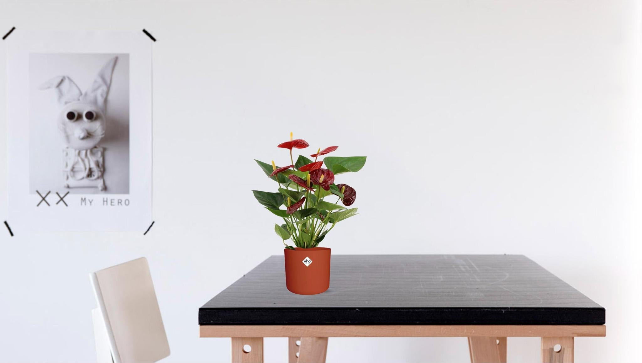 Anthurium Calon In Transparante Hoes - Ø12cm - ↕36cm