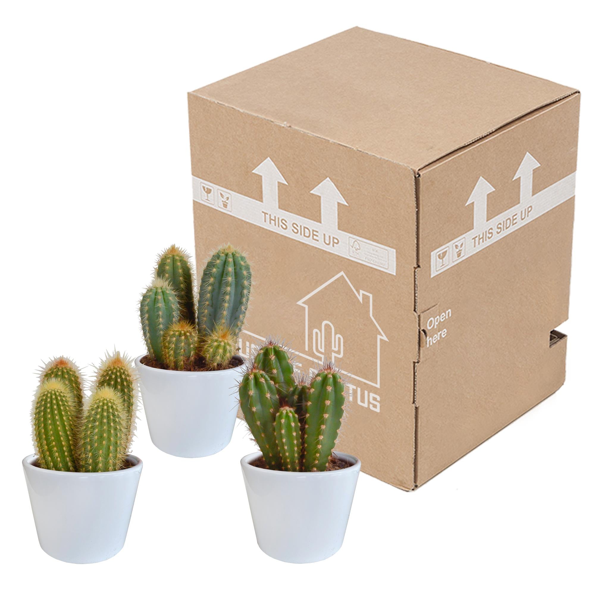 Cereus mix 10,5cm - 3x - in witte pot