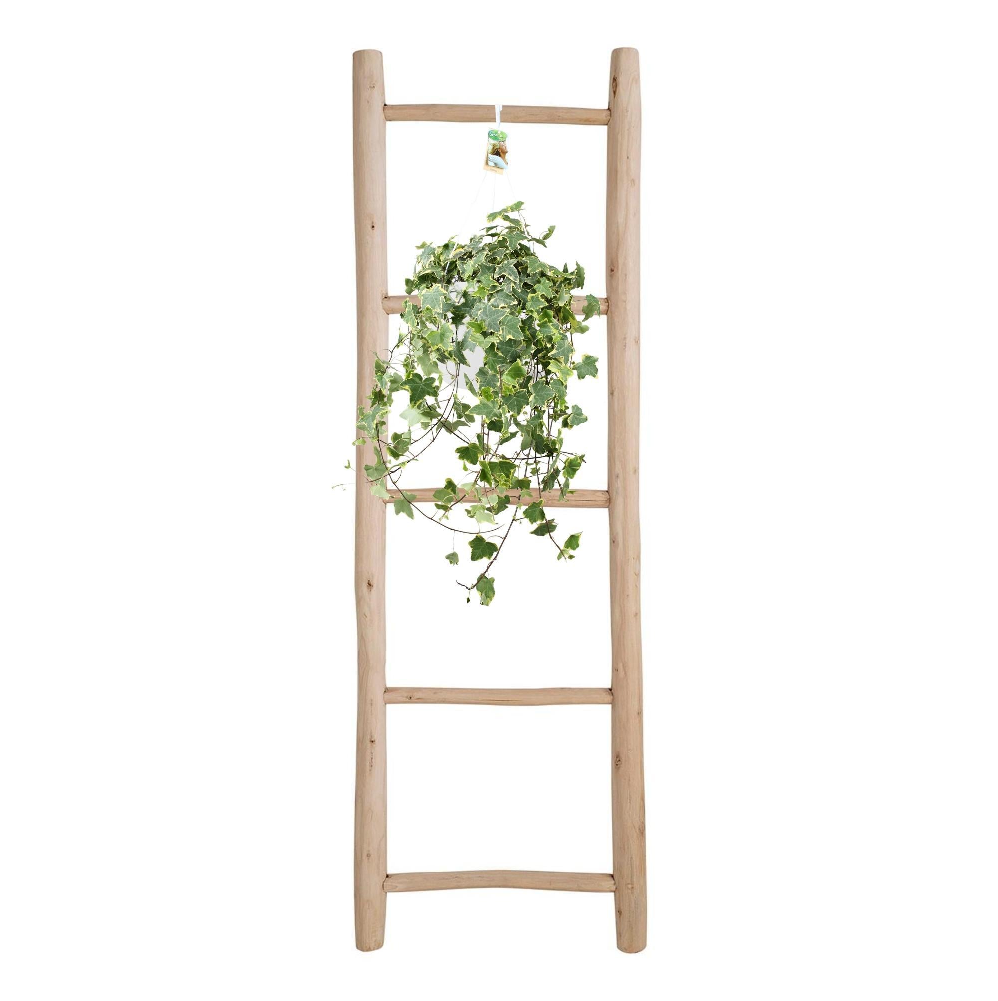 Hedera Helix Goud Kind - Hang/XXL - Ø24cm - ↕cm
