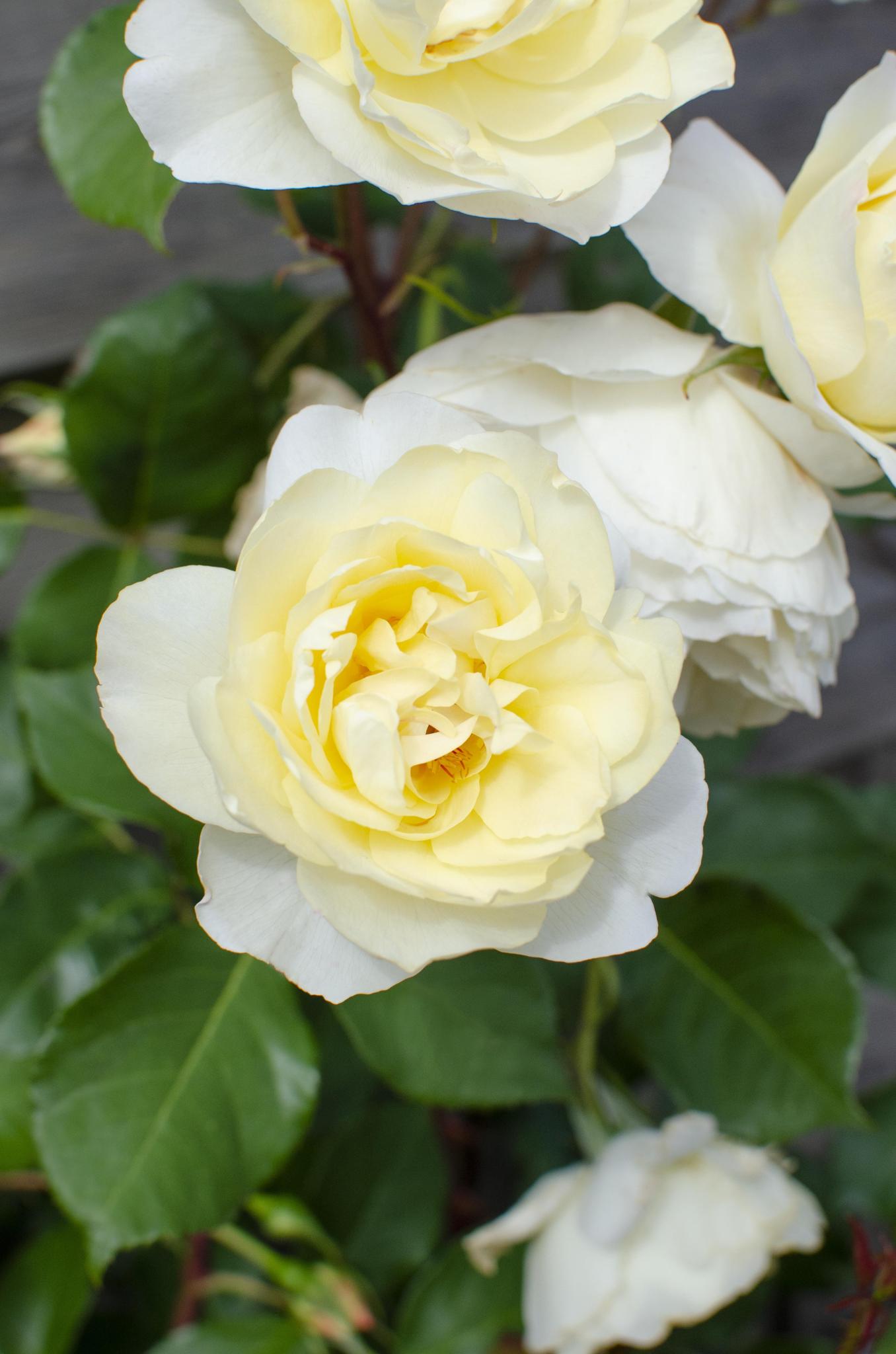 3x - Rosa Crazy in love 'Vanille' - ?65cm - Ø15