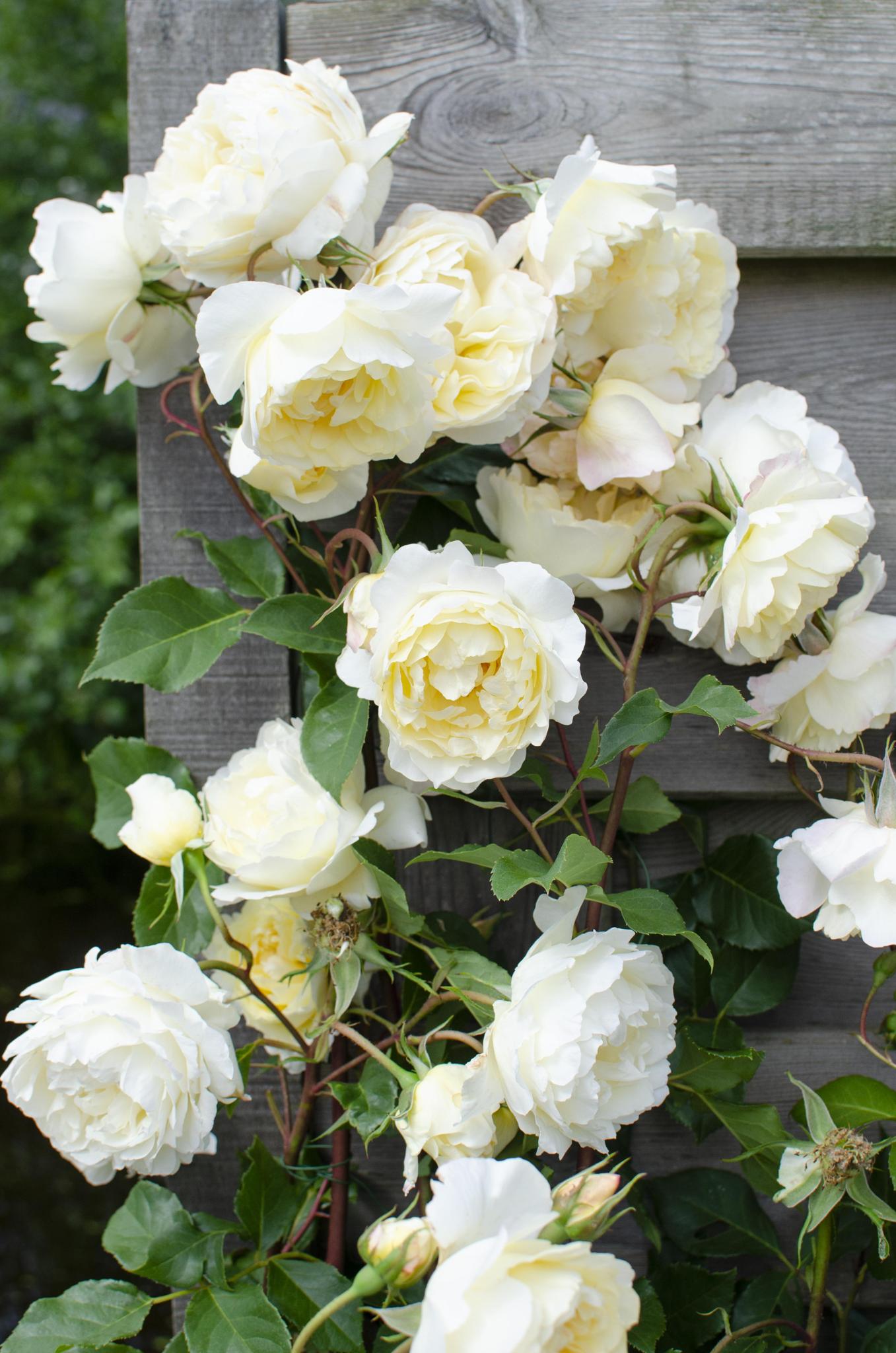 3x - Rosa Crazy in love 'Vanille' - ?65cm - Ø15