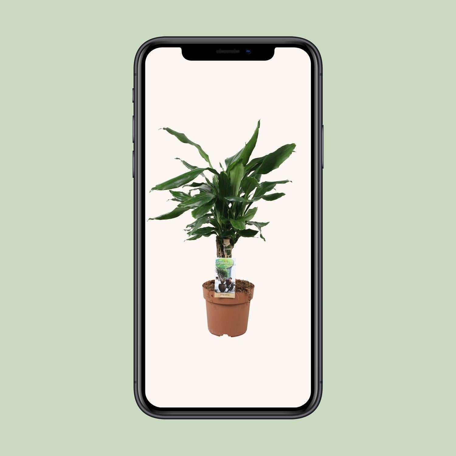 Dracaena Fagrans Steudneri Groen - Ø17cm - ↕55cm