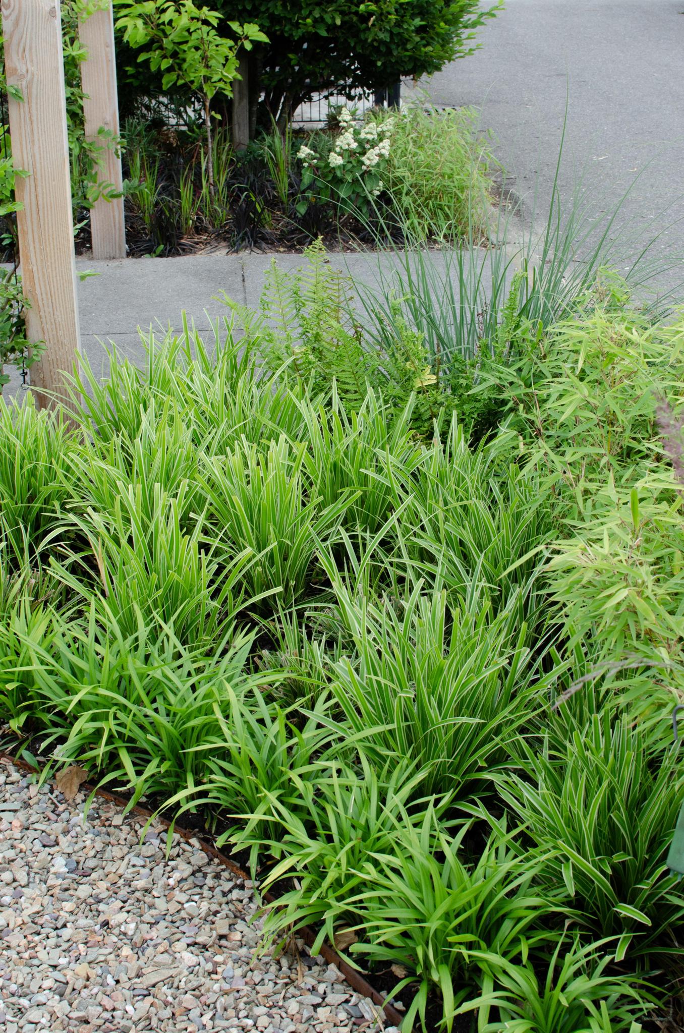 3x - Carex morrowii 'Ice Dance' - ?30cm - Ø14