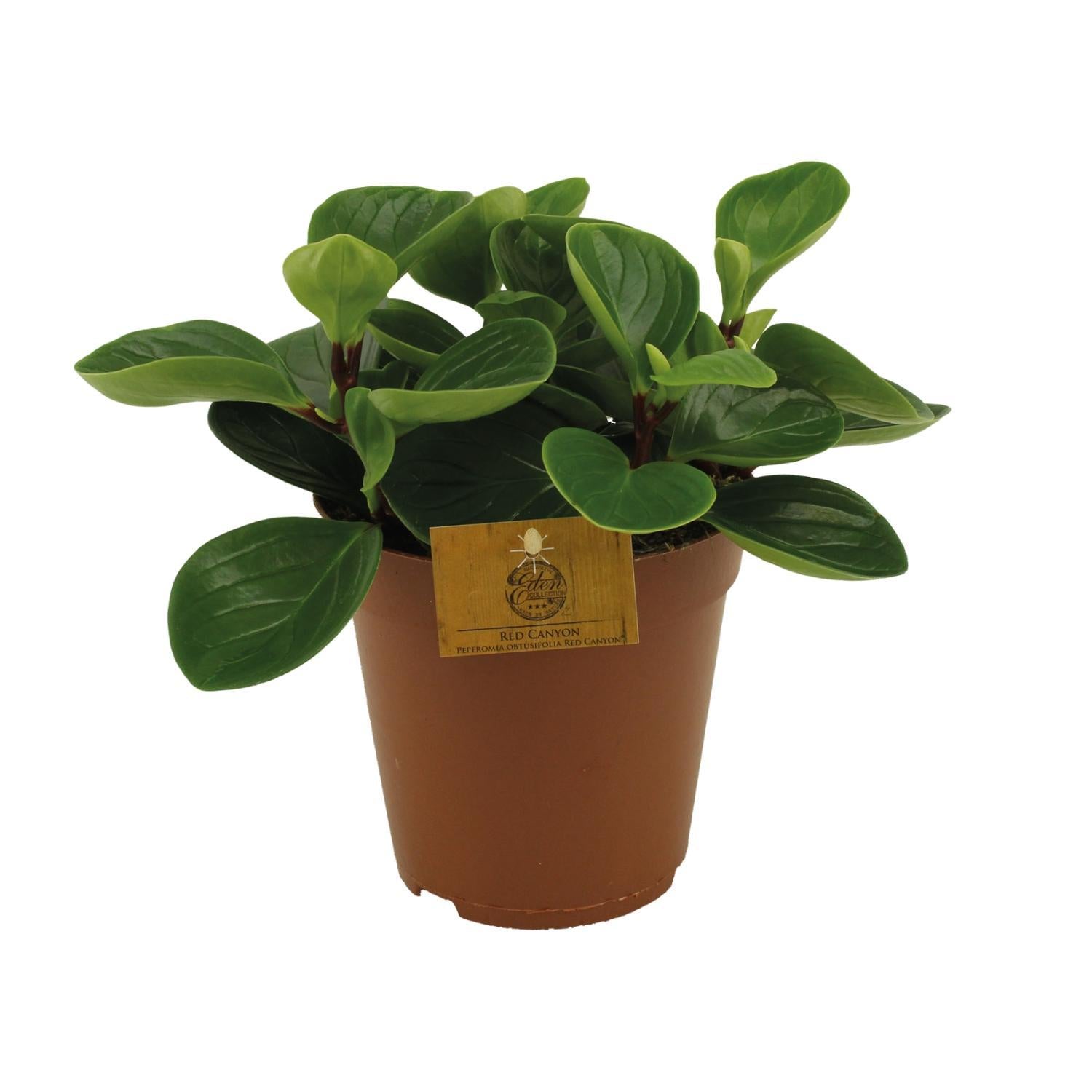Peperomia Rode Canyon - Ø15cm - ↕25cm