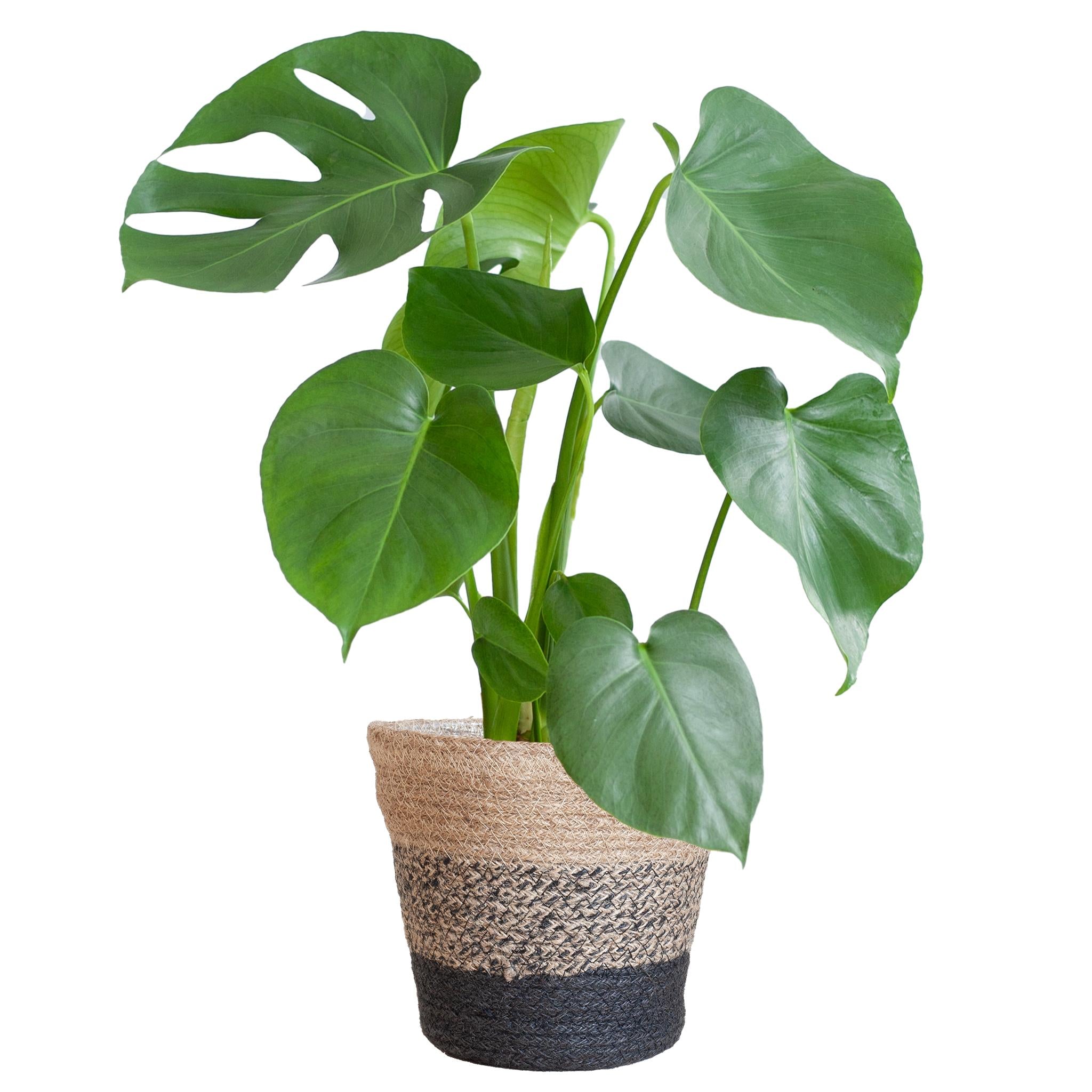 Monstera Deliciosa met Lissabon mand zwart - 50cm - Ø17
