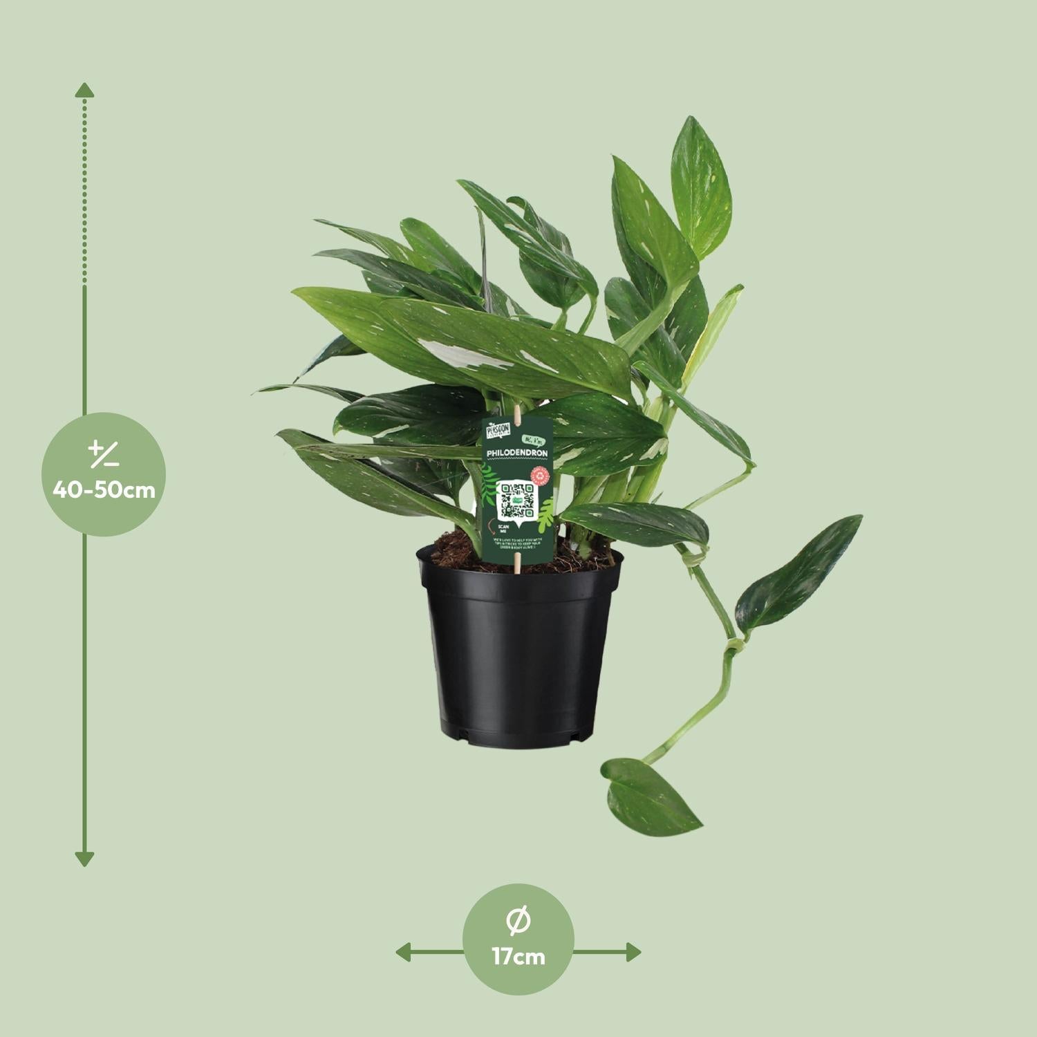 Philodendron Cobra Toef - Ø17 ↕50