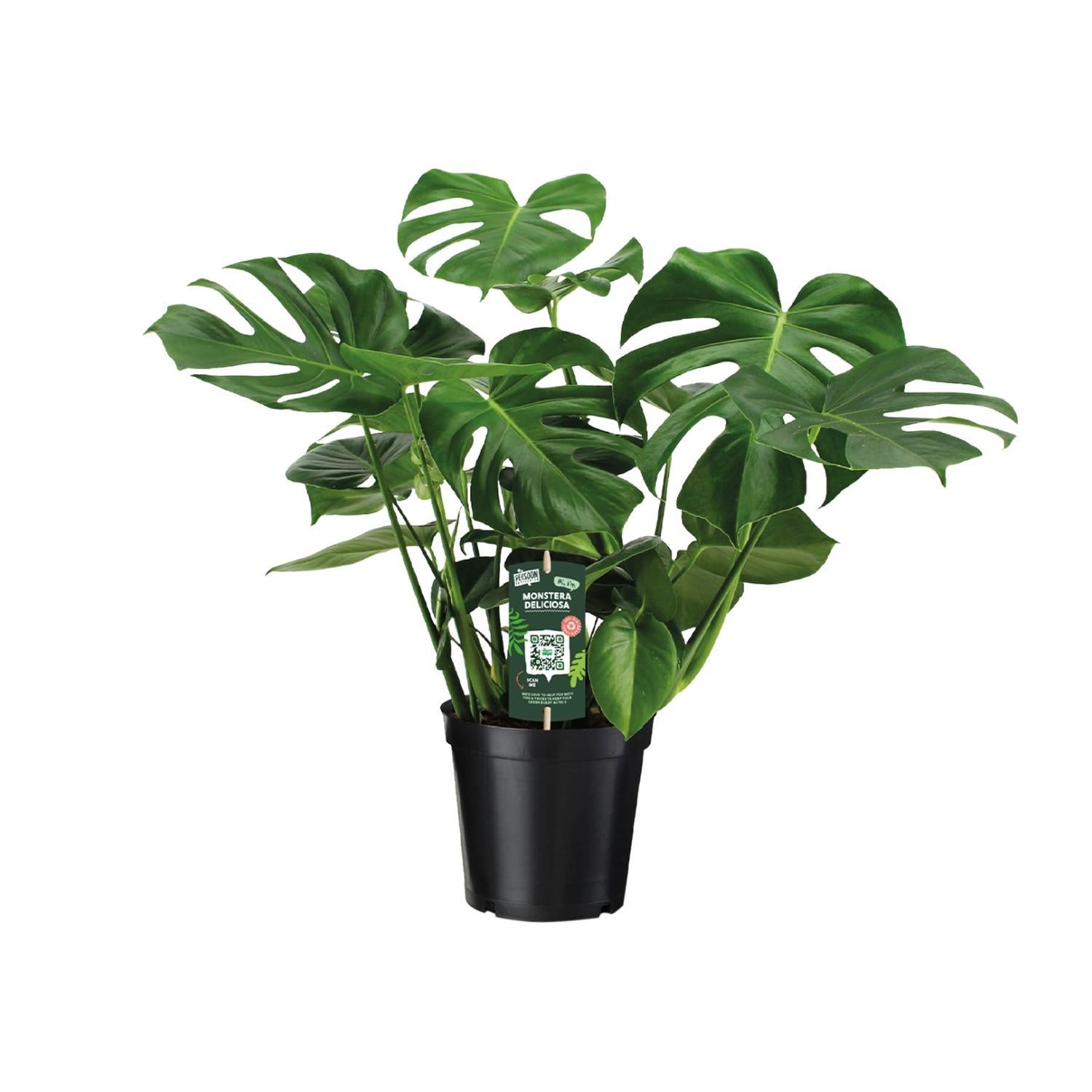 Monstera Deliciosa - Poortplant - 65cm - Ø21 - Ø21 - 65cm