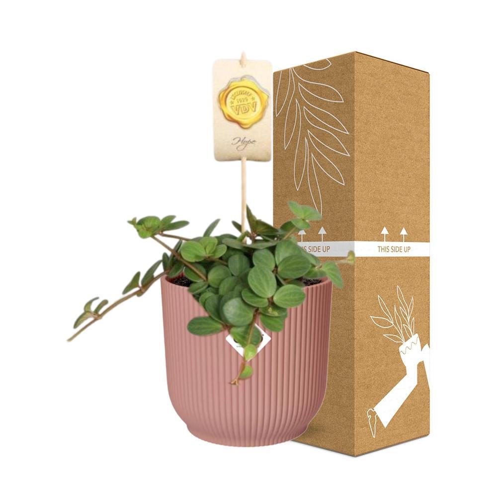 Peperomia 'Hope' in ELHO Vibes Fold 14cm roze