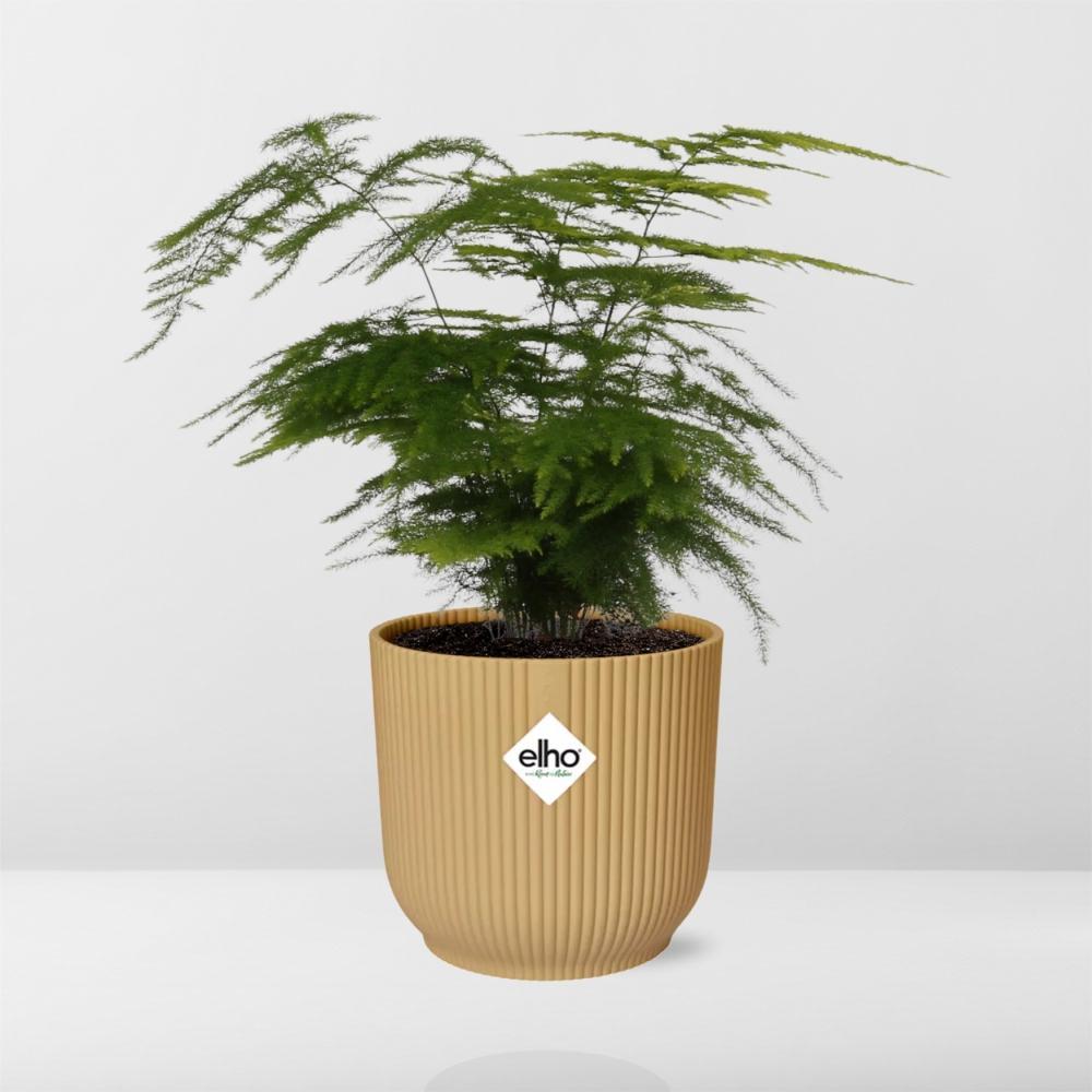 Asparagus Setaceus 'Plumosus' in ELHO Vibes Fold 14cm geel