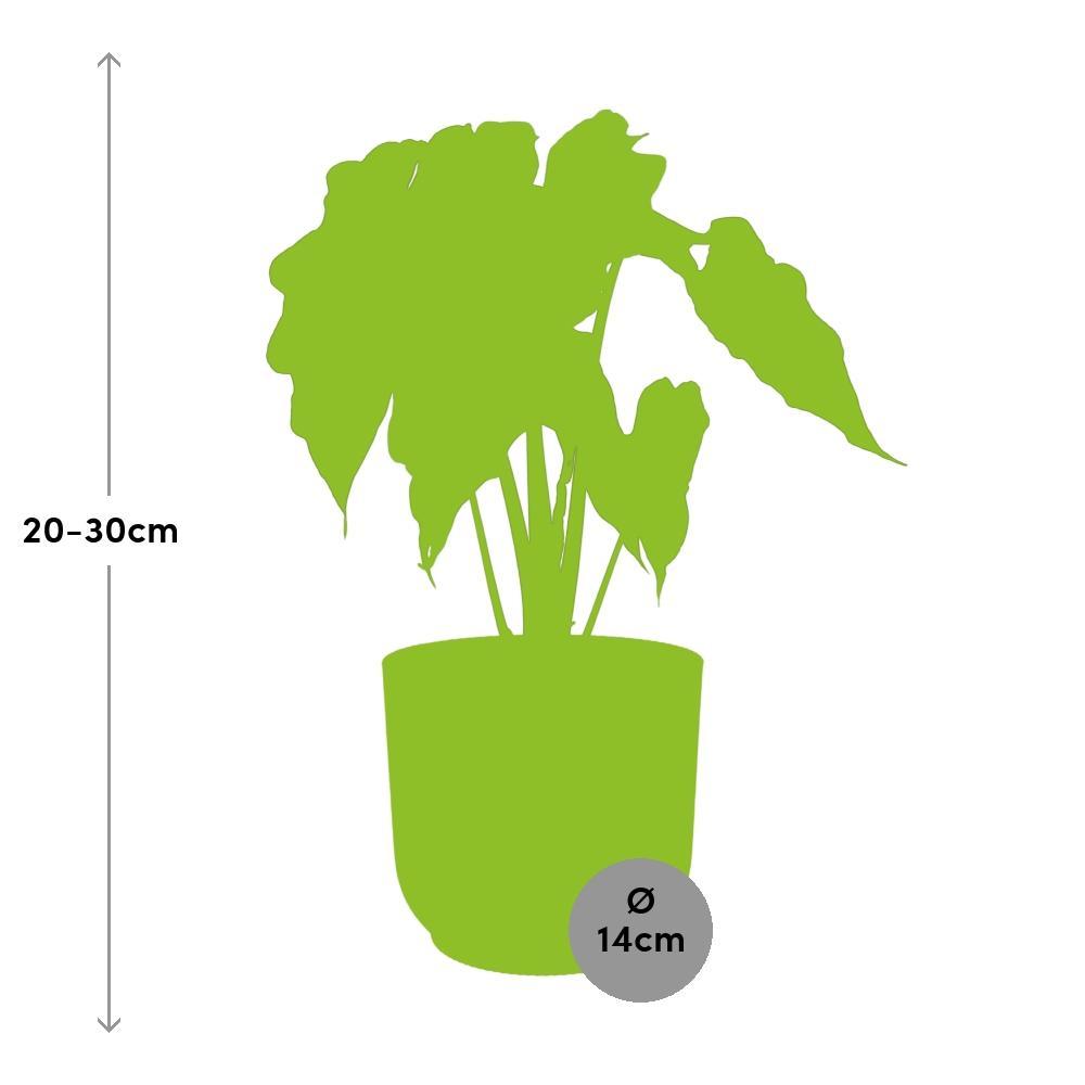Alocasia 'Polly' in ELHO Vibes Fold 14cm geel