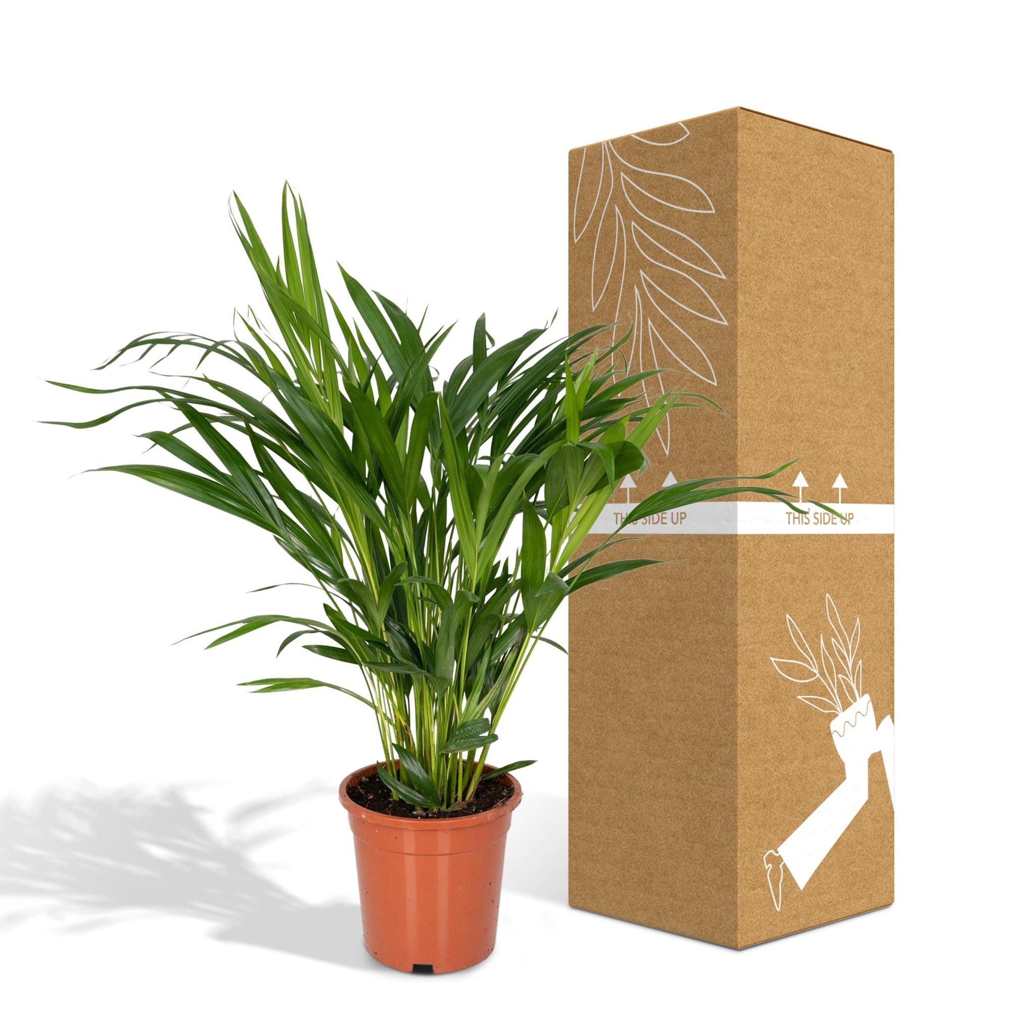Dypsis Lutescens - Ø17 - ?60cm