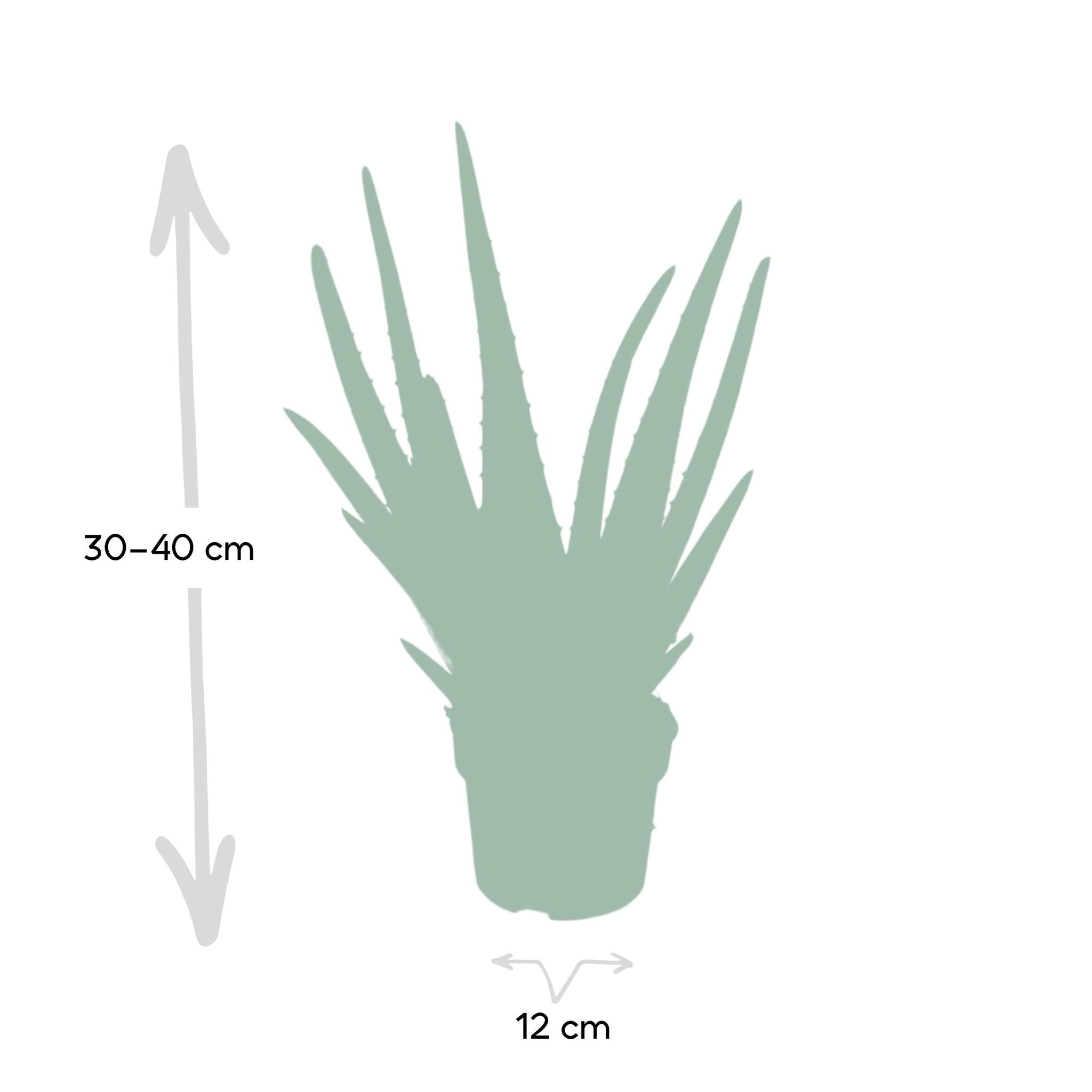 Aloë vera - Ø12 - ?40cm