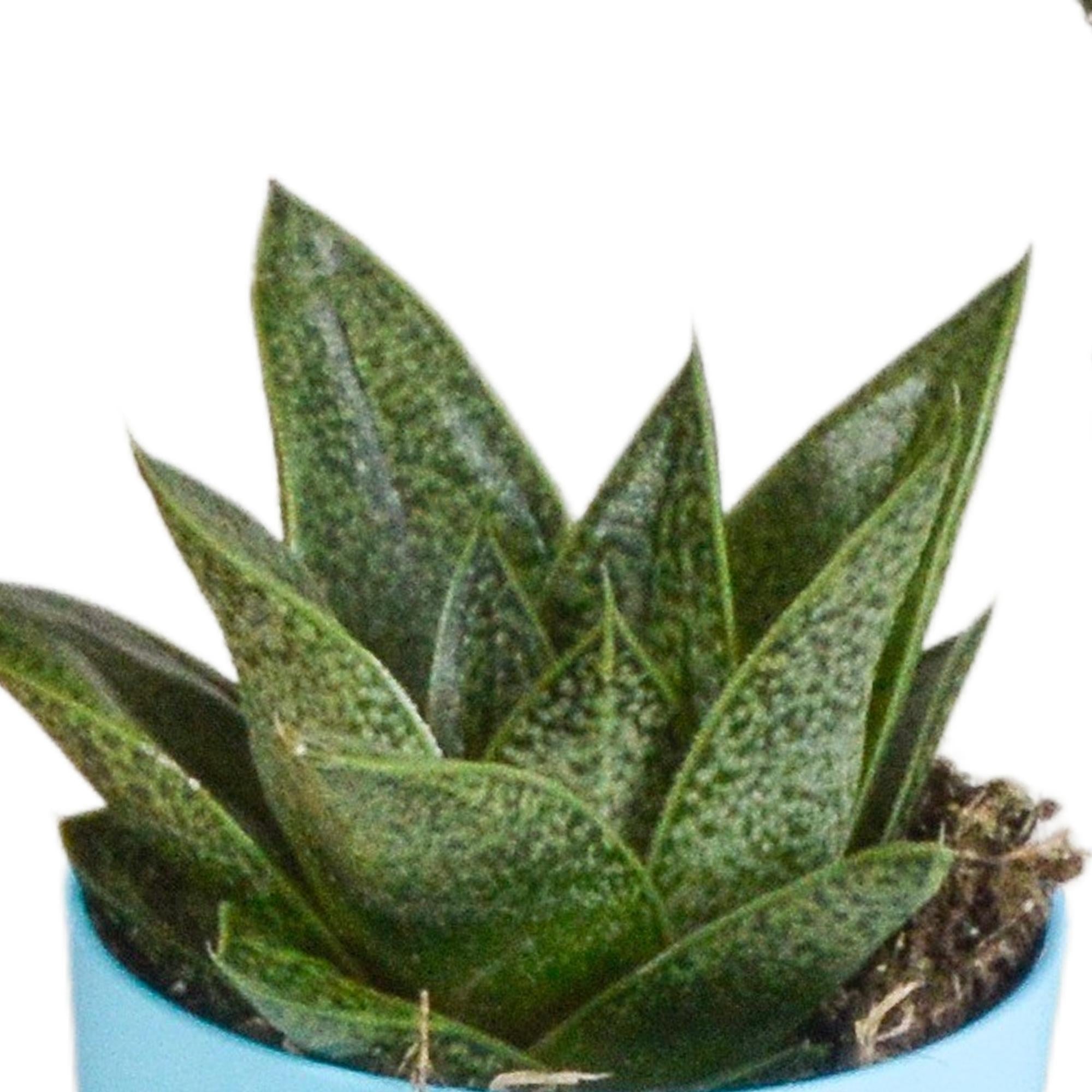 Gasteria/Haworthia-Mischung 5,5 cm - 5x - im bunten Plastiktopf