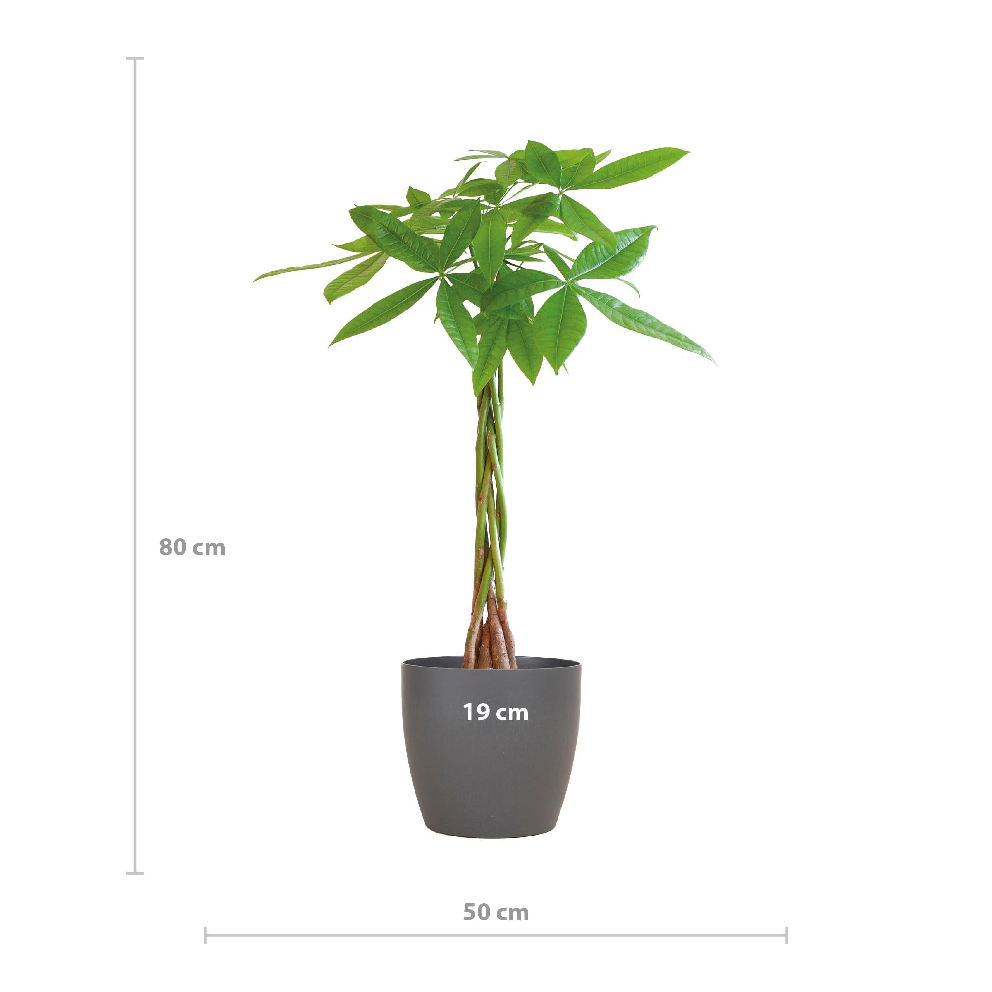 Pachira Aquatica mit grauen Viber – 80 cm – Ø21