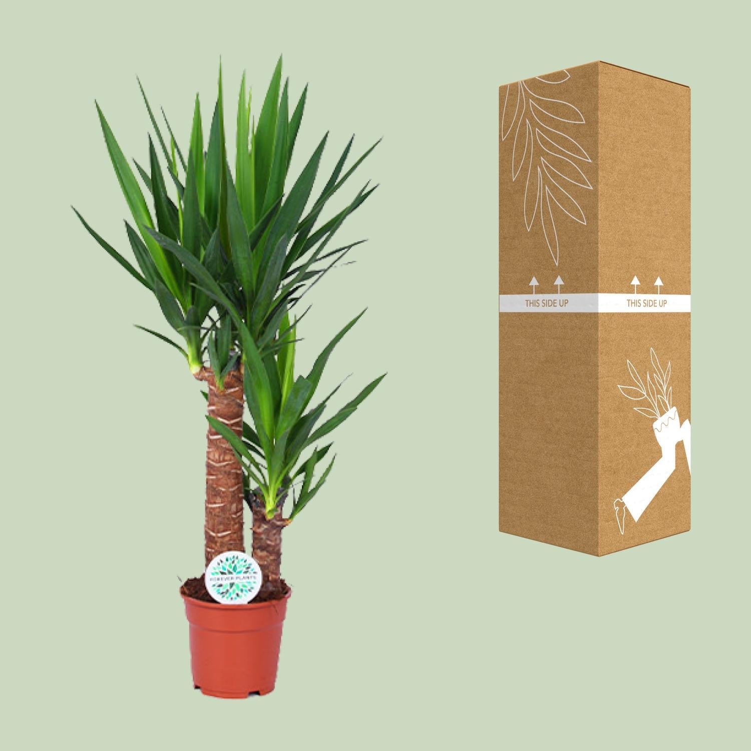 Yucca-Ø17cm - ↕80cm