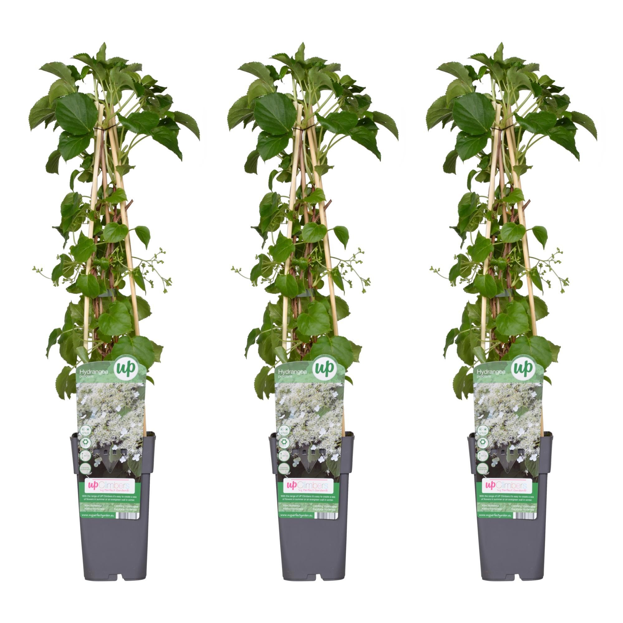 3x - Hortensia petiolaris - ?65cm - Ø15
