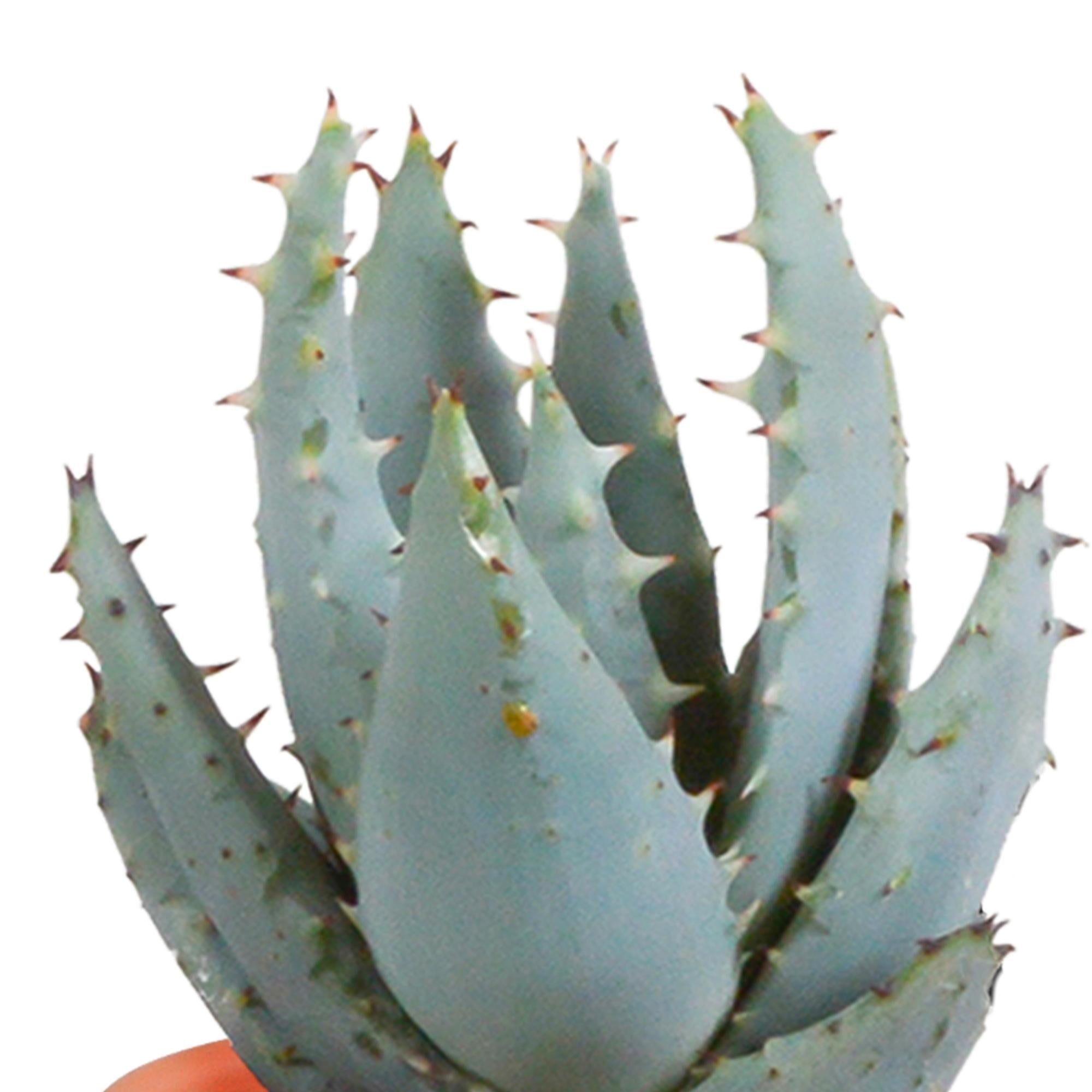 Cactus en vetplantenmix 5,5 cm | 15 stuks - in Mexicaanse pot