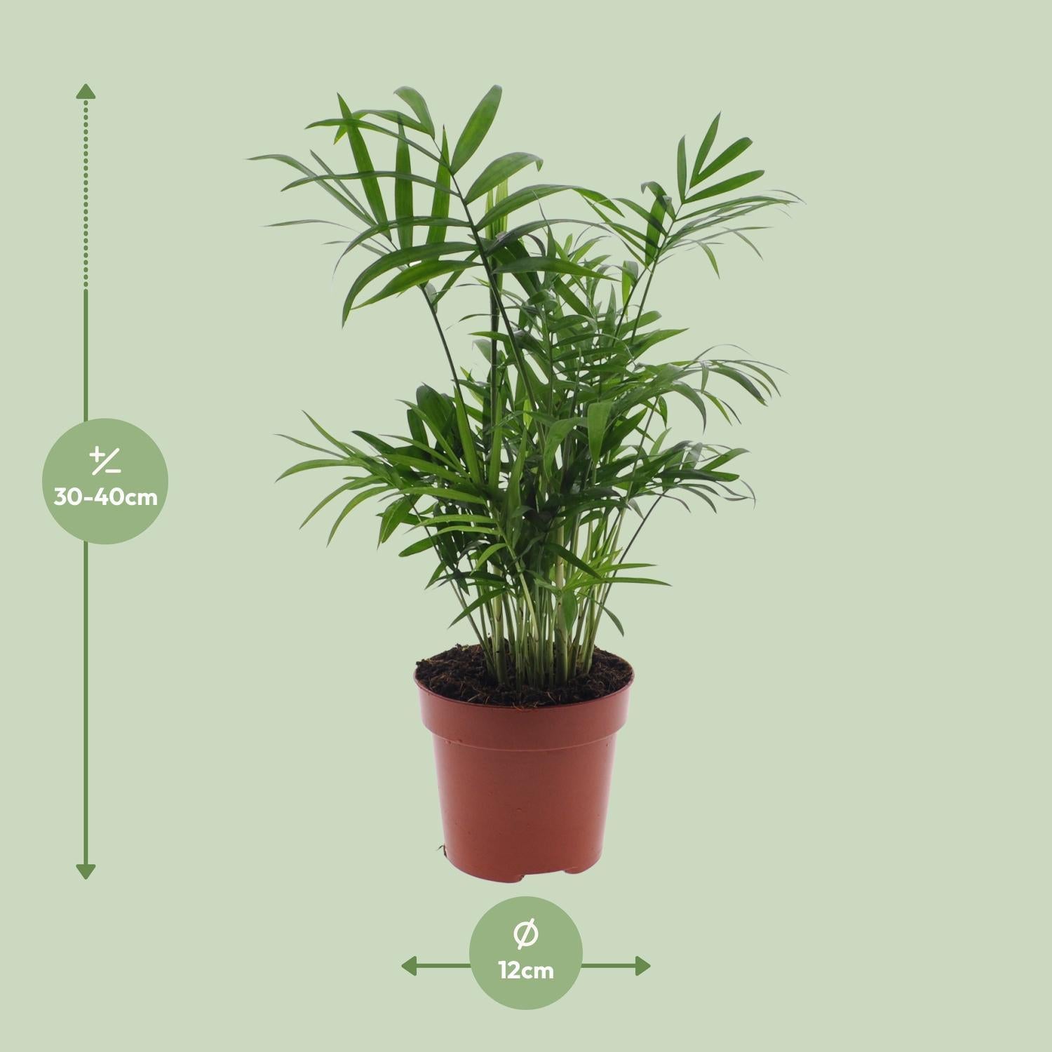 Chamaedorea Elegans - Ø12 -?40cm