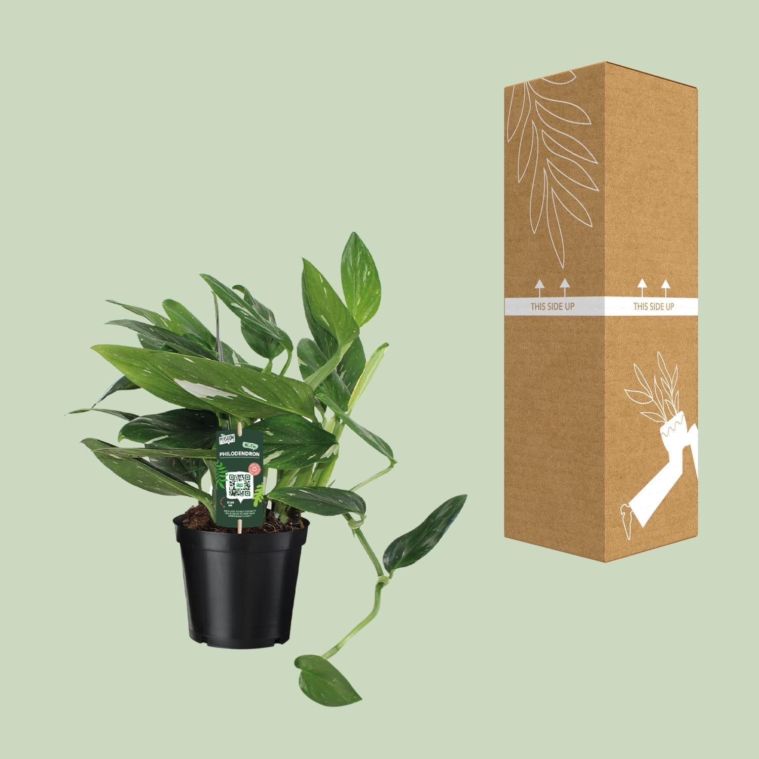 Philodendron Cobra Toef - Ø17 ↕50