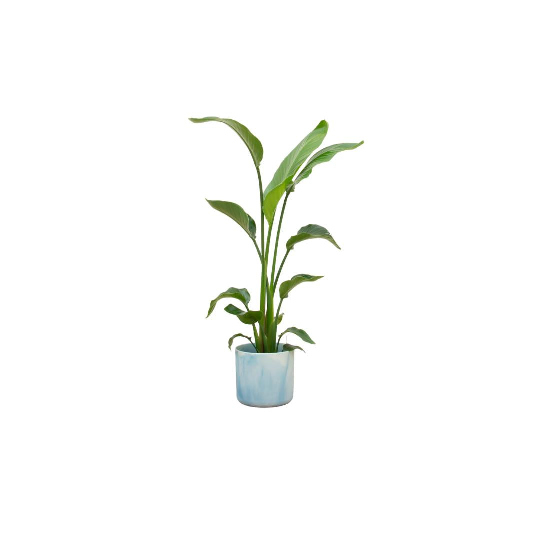 Combideal - Strelitzia Nicolai inclusief elho Ocean Round atlantisch blauw Ø22 - 130 cm