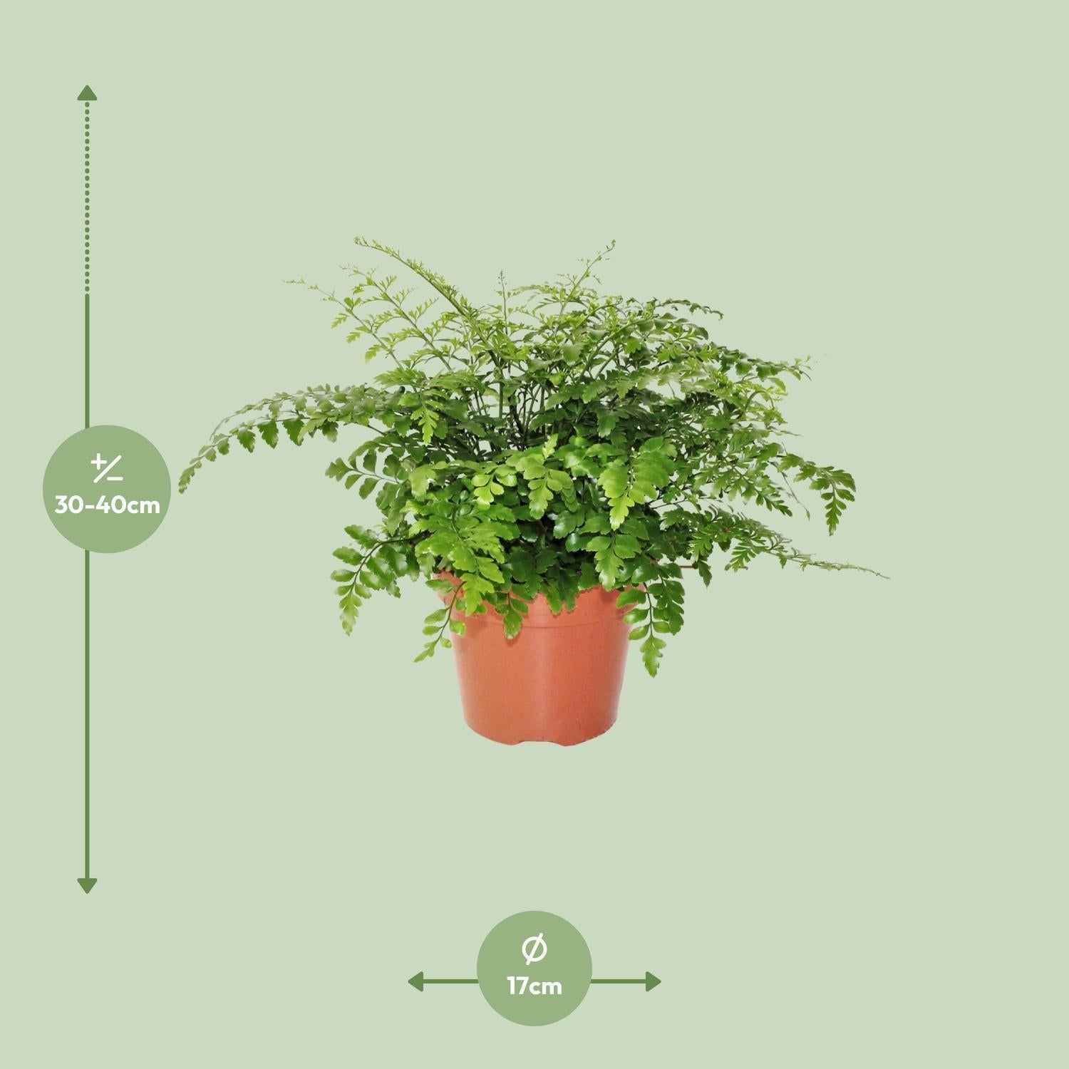 Asplenium Parvati Ø17cm - ↕30cm