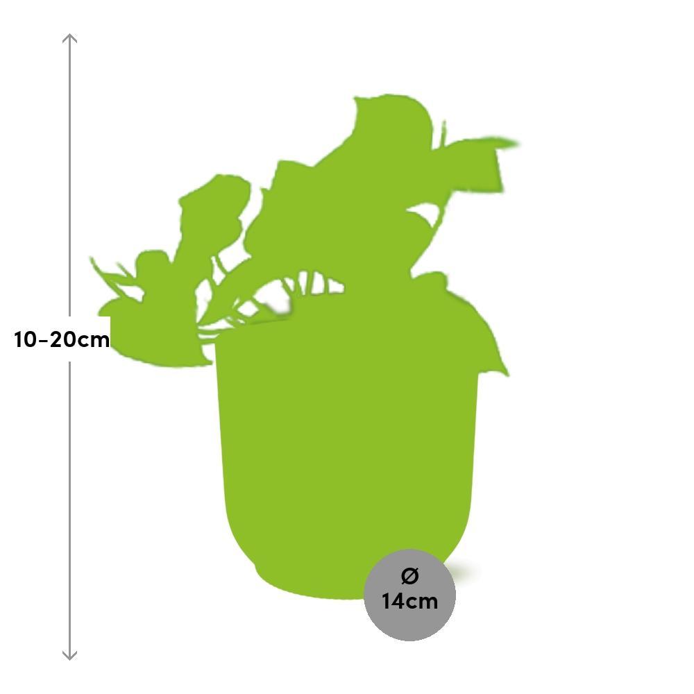 Epipremnum Pinnatum 'Aureum' in ELHO Vibes Fold 14cm geel