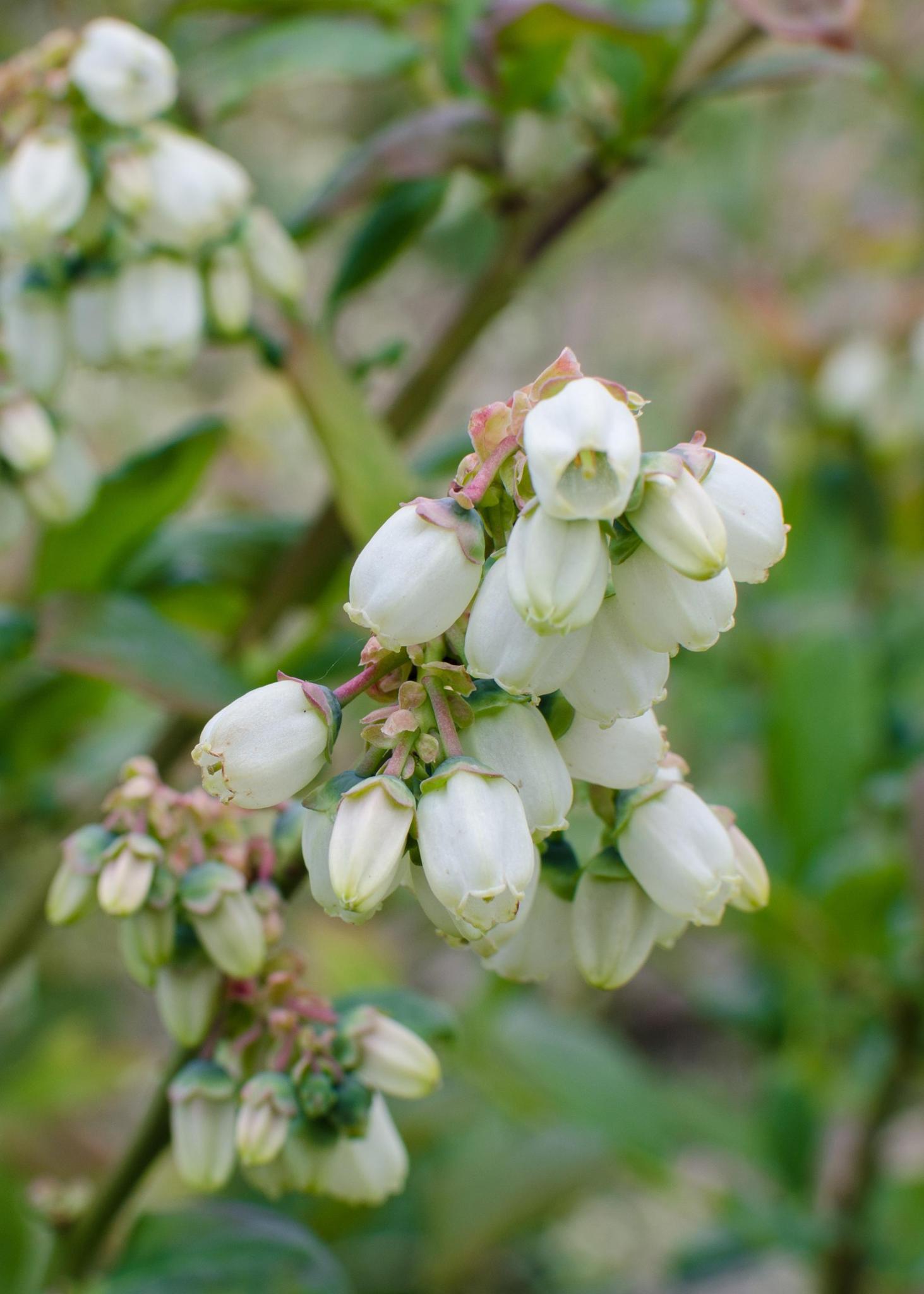 5x - Vaccinium corymbosum 'Reka' - ?45cm - Ø13